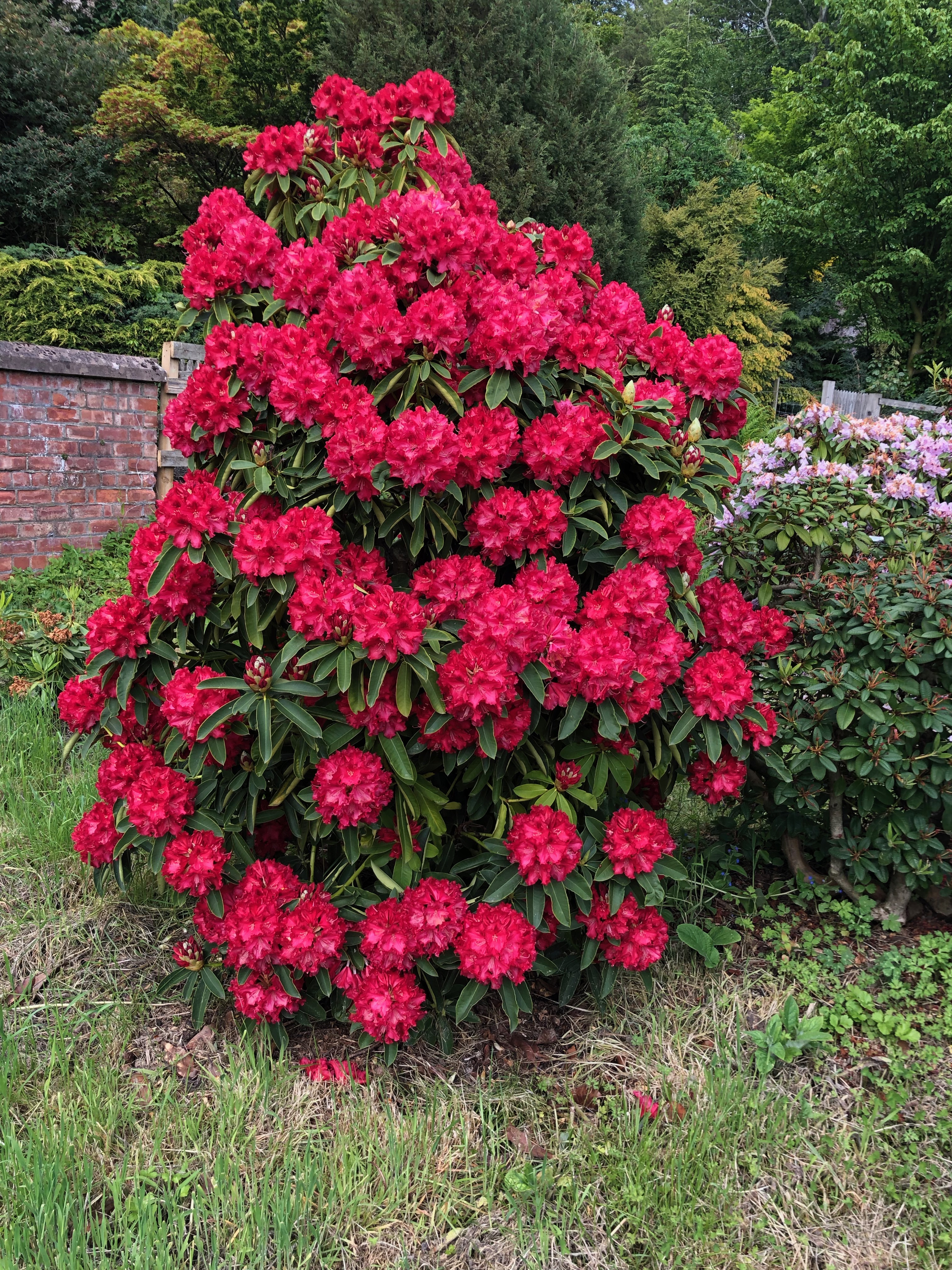 red bush at Glendoick