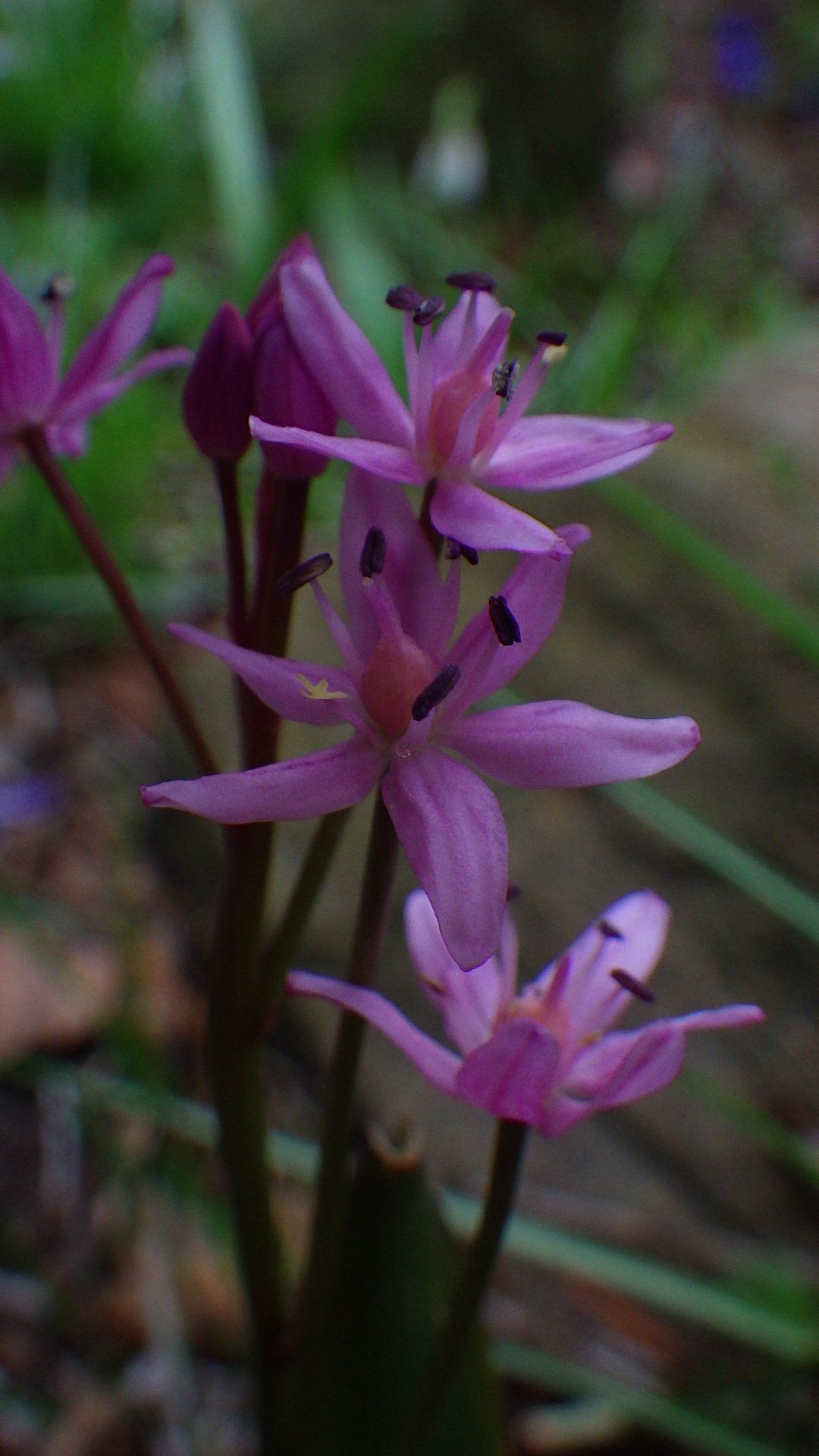 Scilla bifolia deep pink.