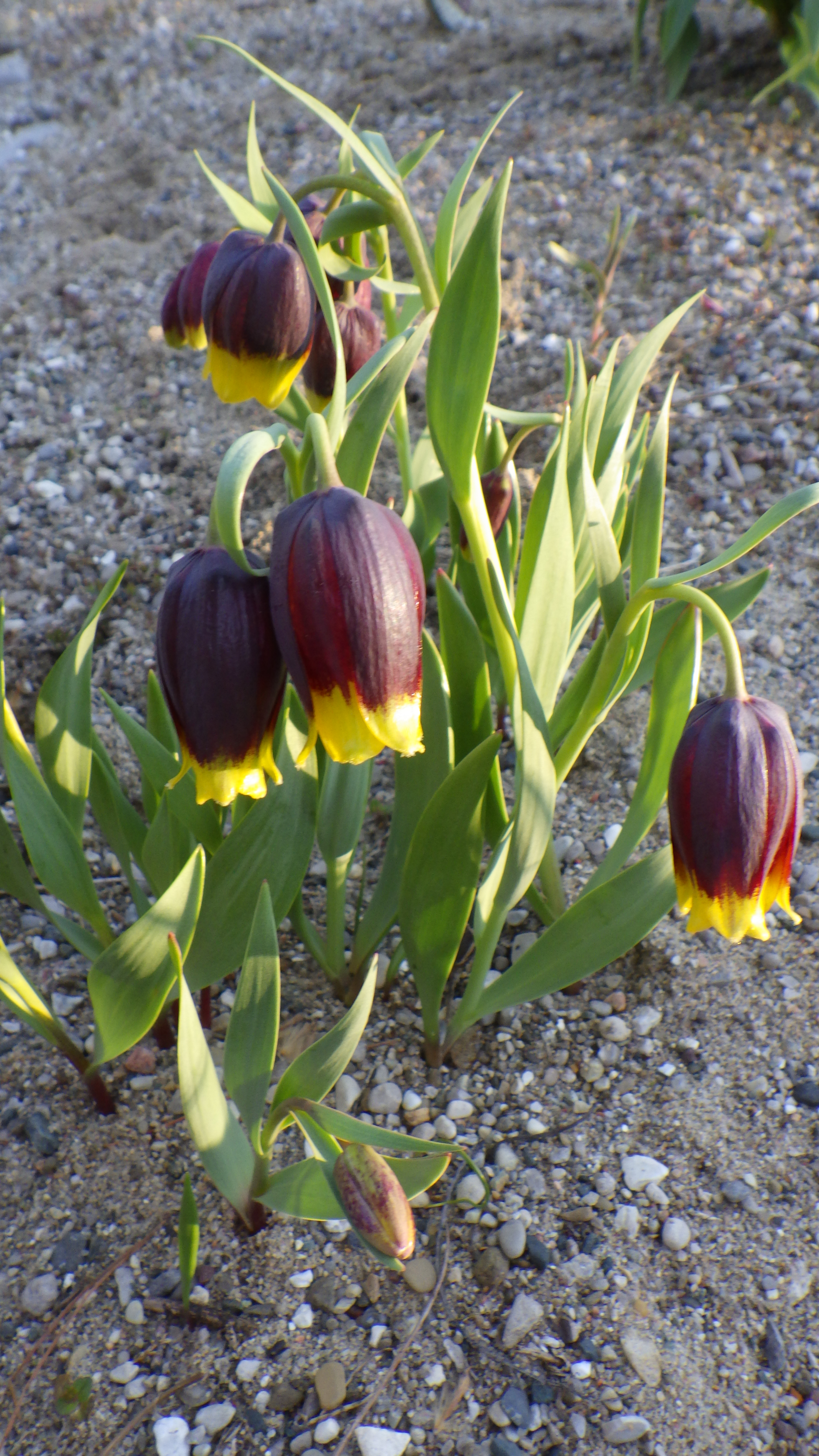 Fritillaria michailovskyi
