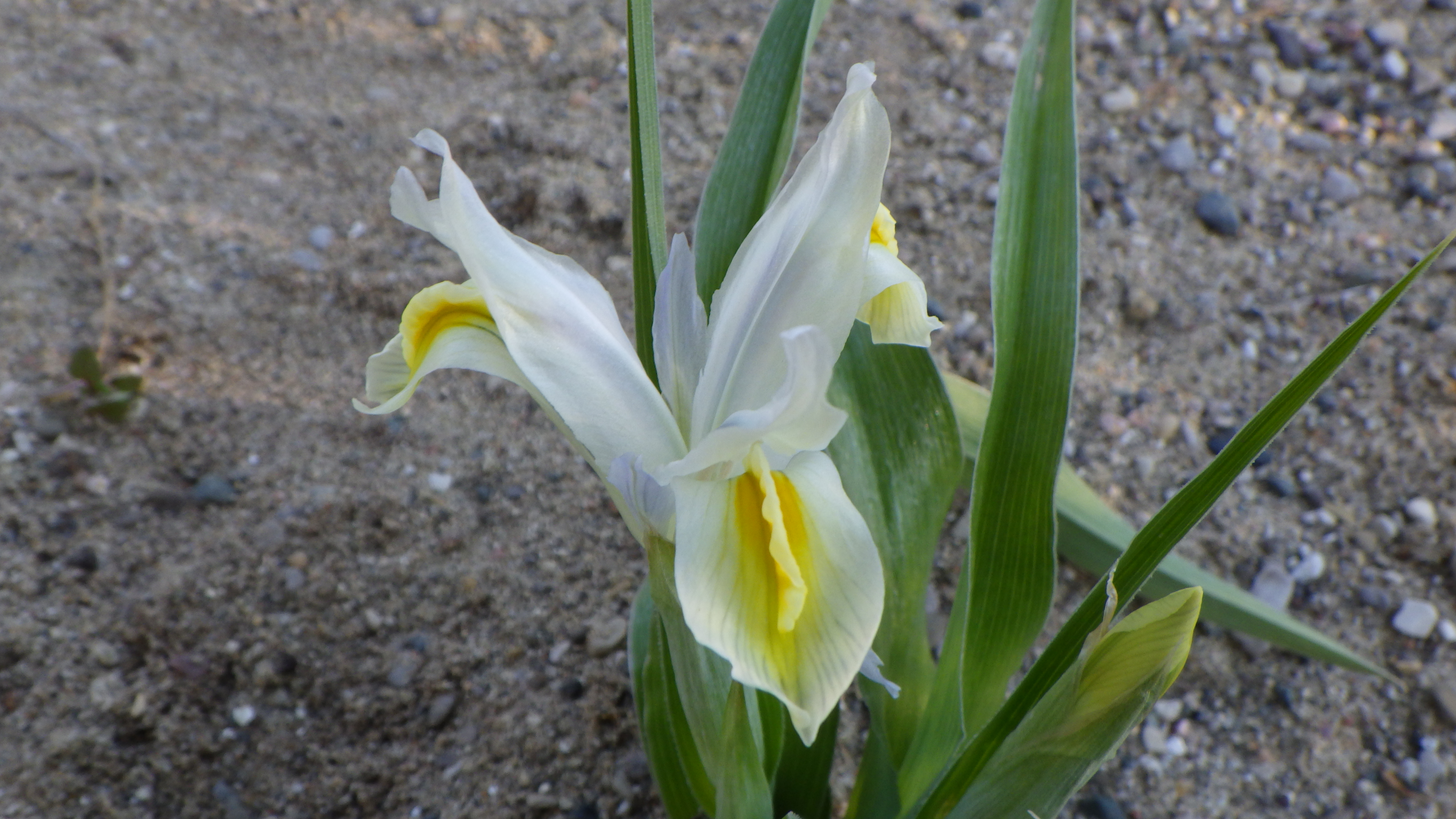 Iris vicaria flower