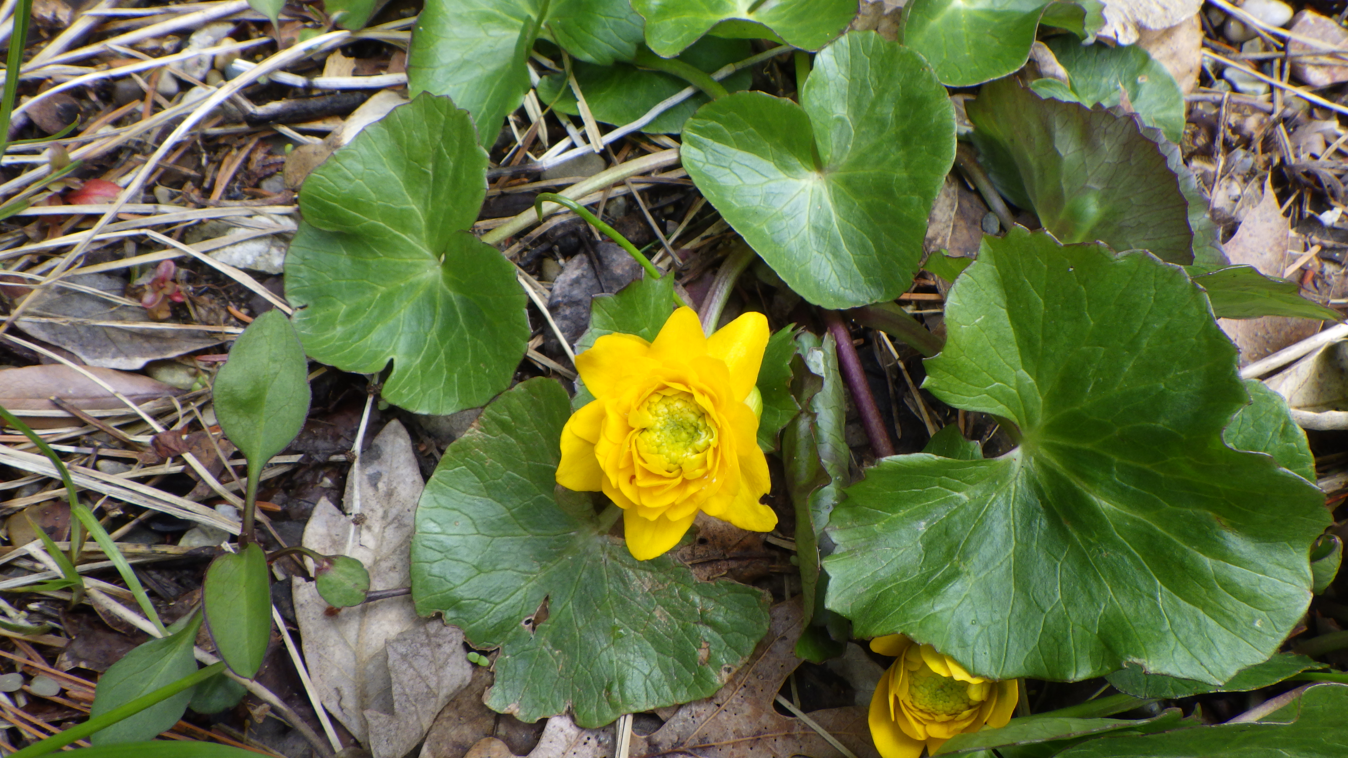 Caltha palustris old European double form