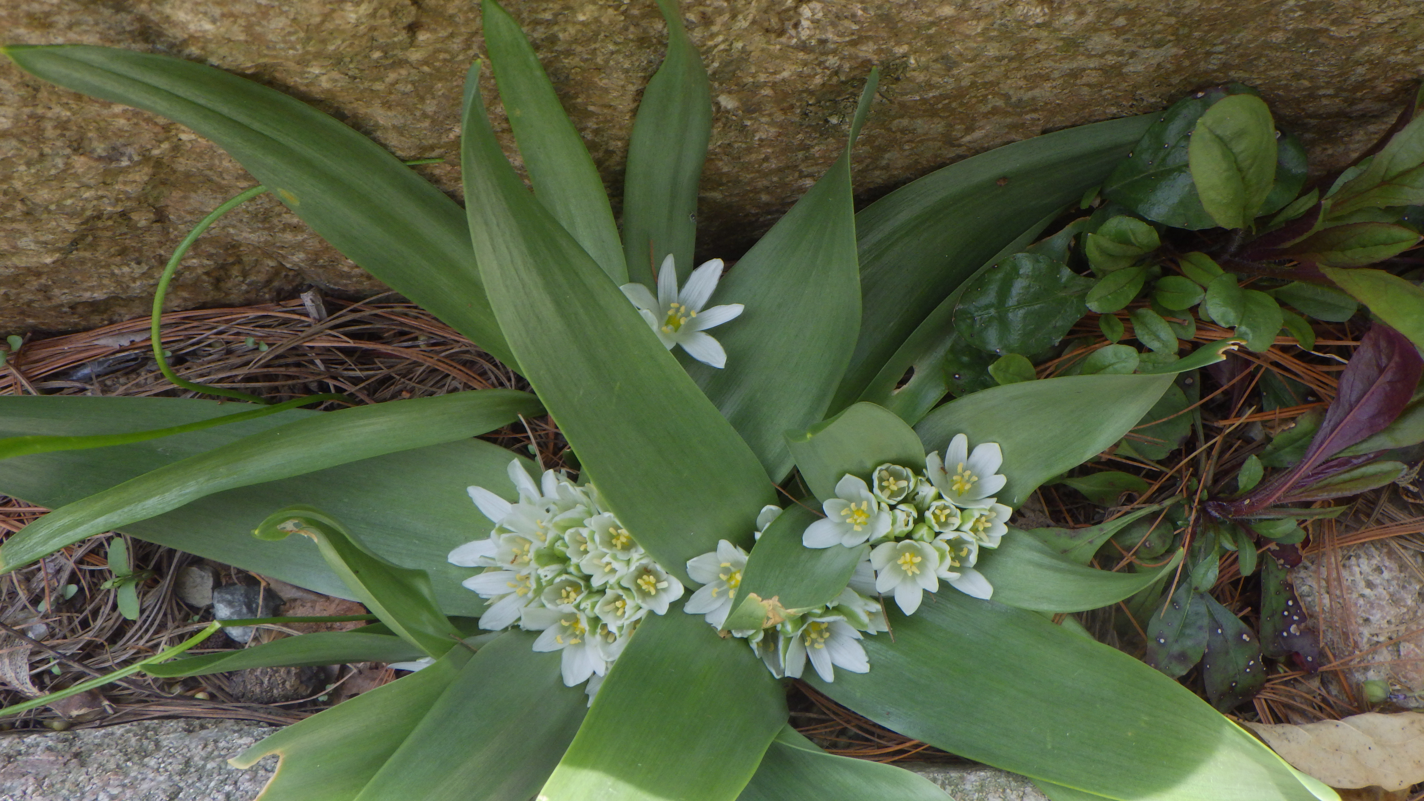 Ornithogalum lanceolatum plant