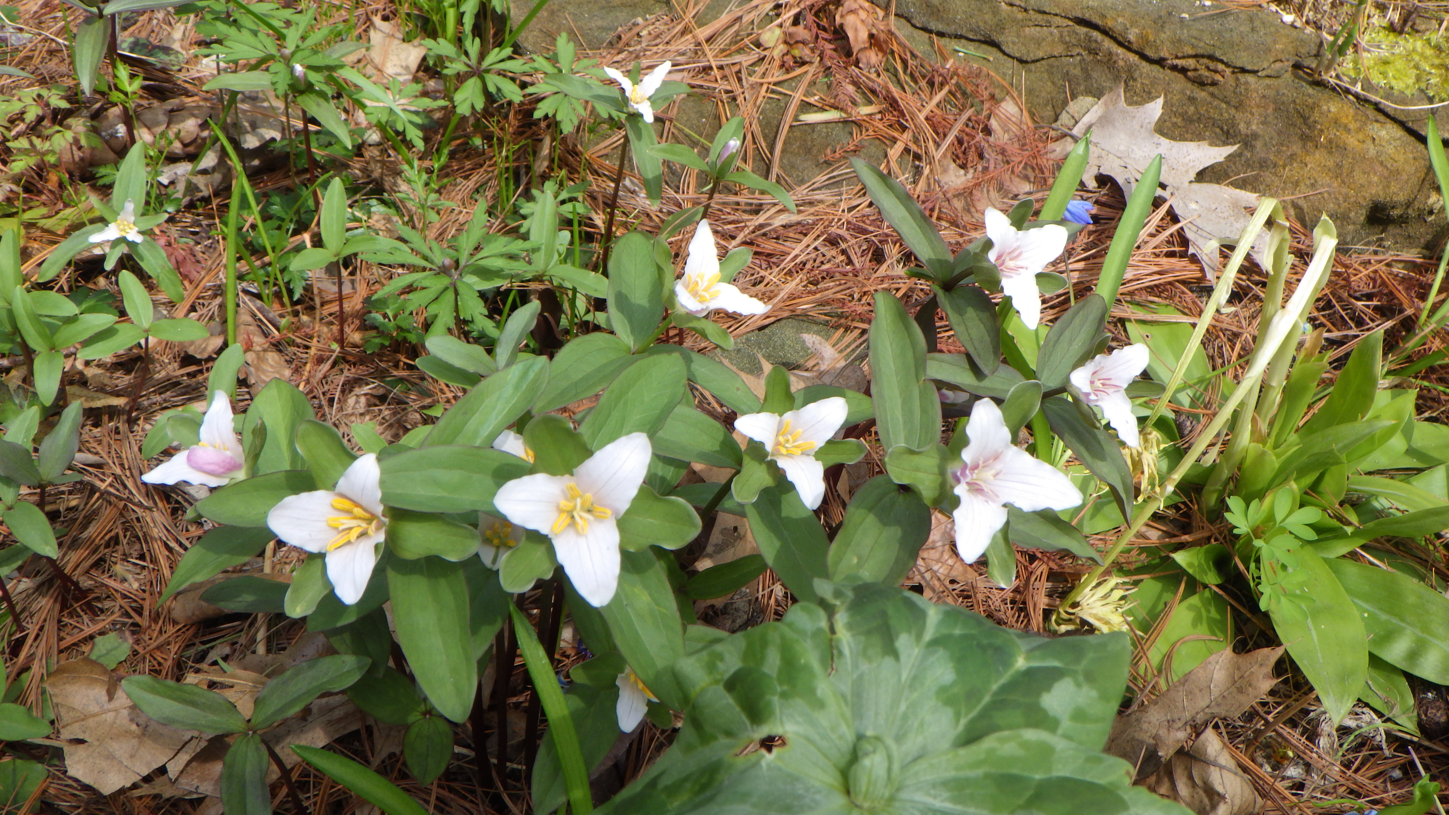 Trillium pusillum