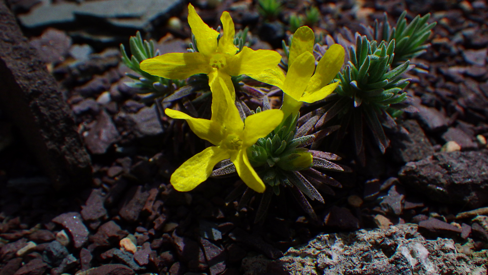 Vitaliana primulifolia