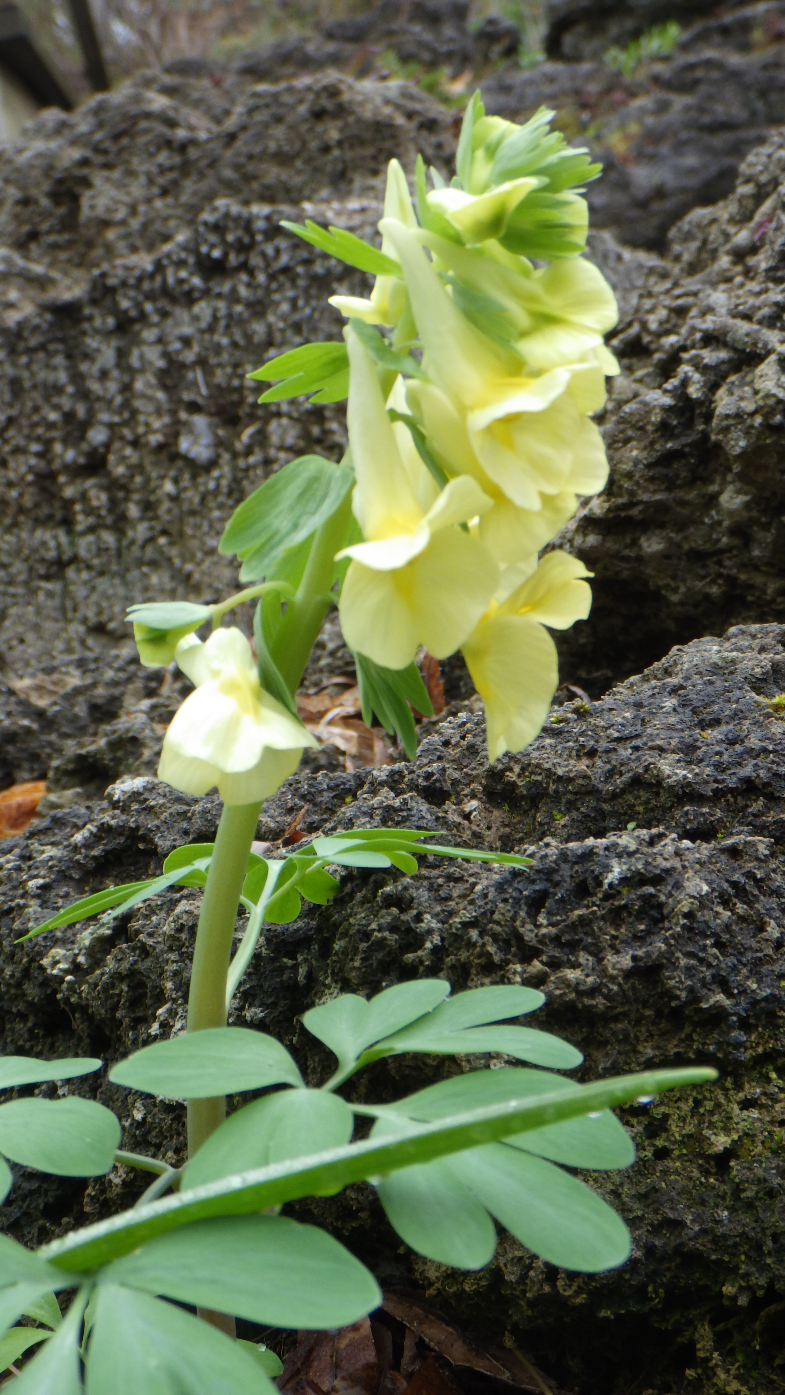 Corydalis bracteata (2)