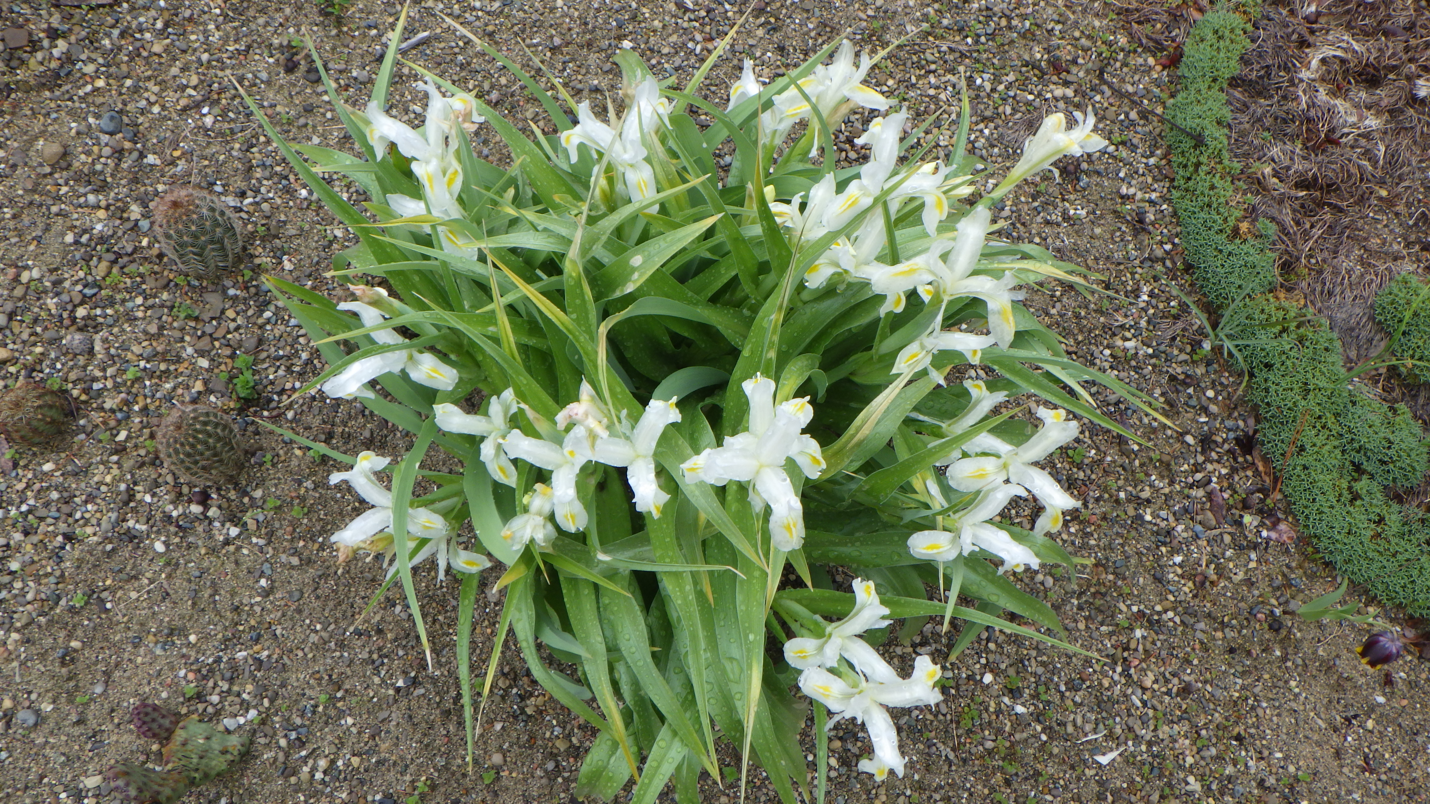 Iris willmottiana 'Alba'