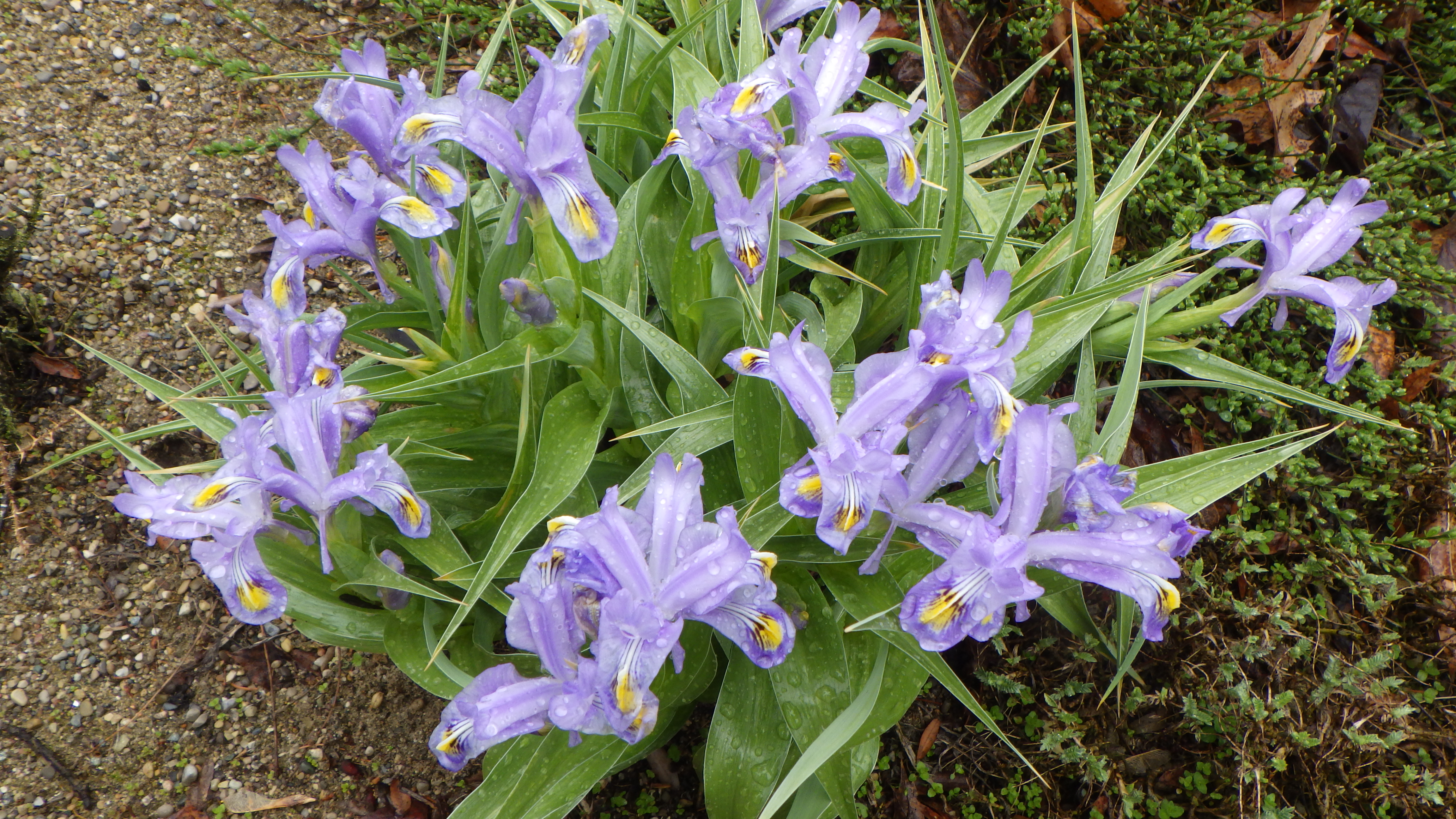 Iris willmottiana 'Skyline'
