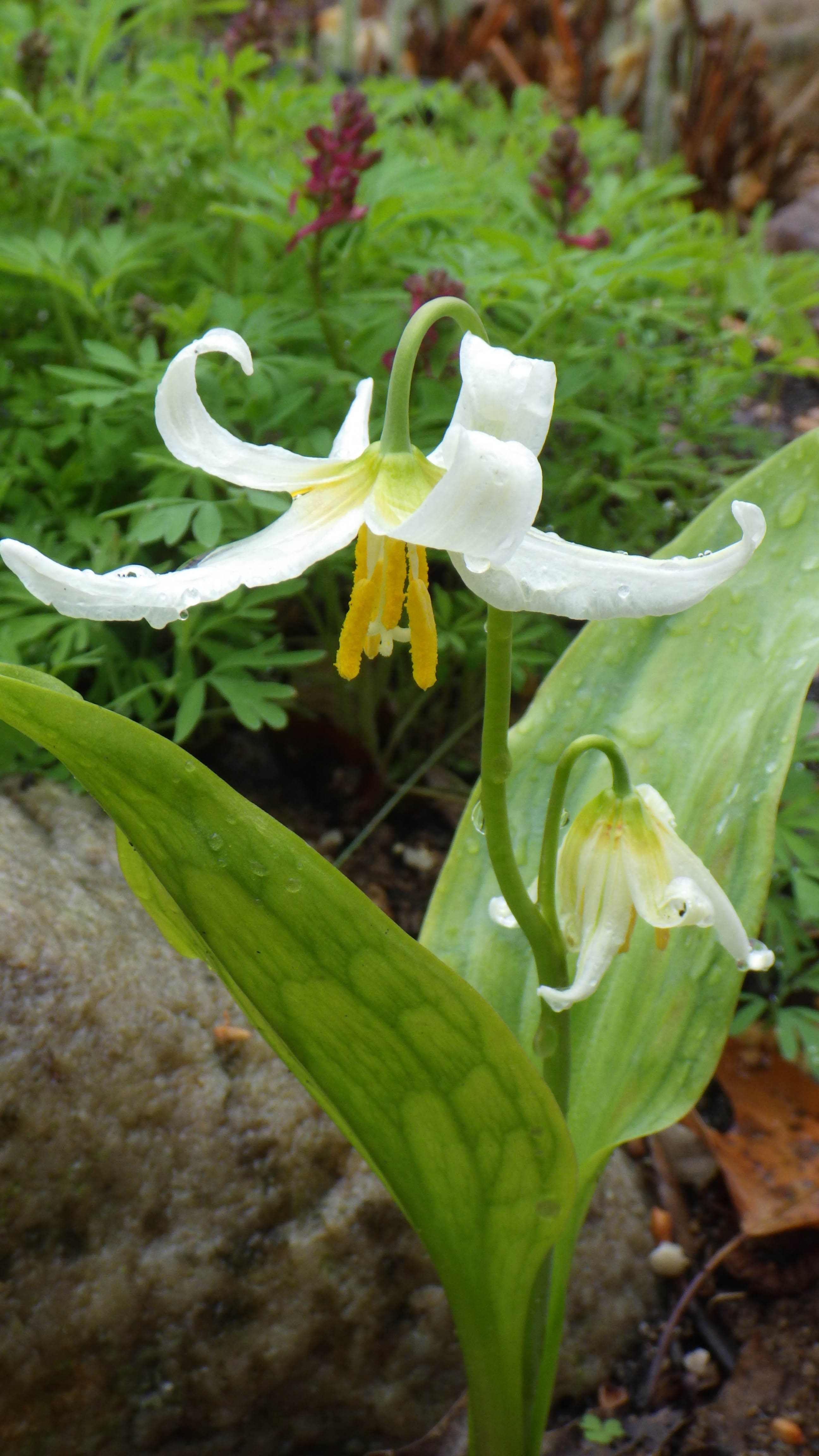 Erythronium oreganum