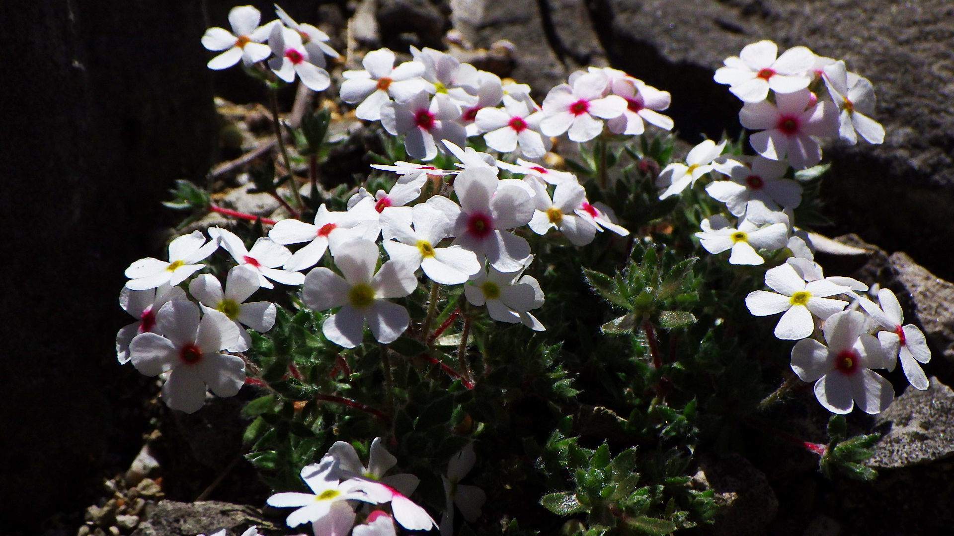 Androsace barbulata