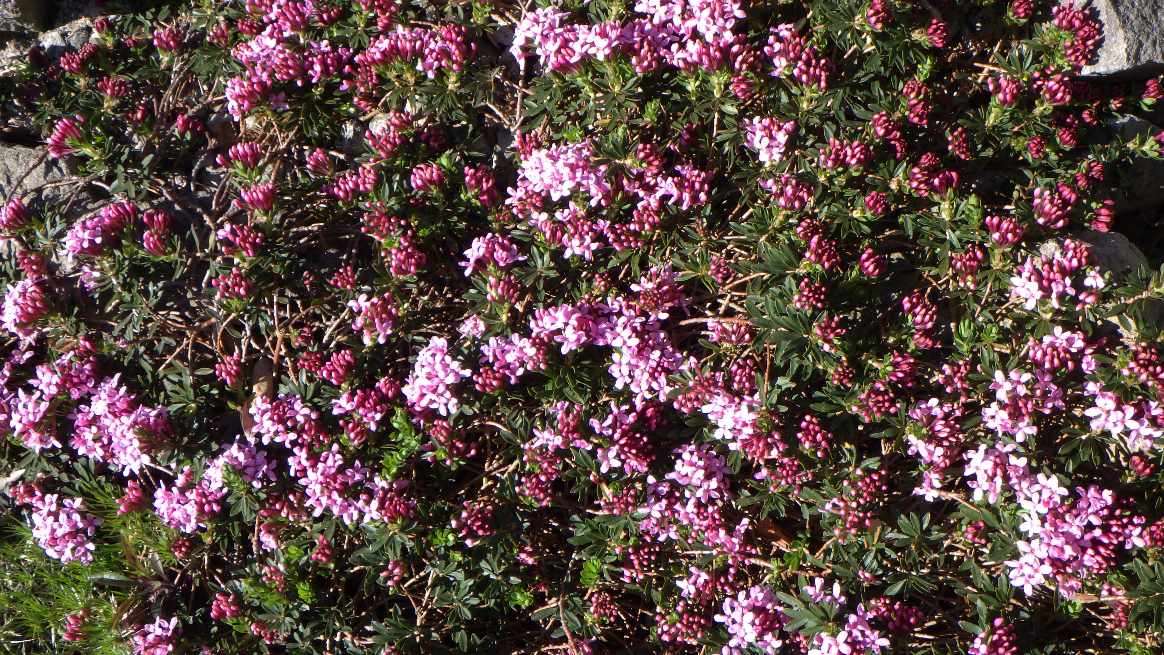 Daphne cneorum 'Barrie Porteus' form from Wrightman Alpines