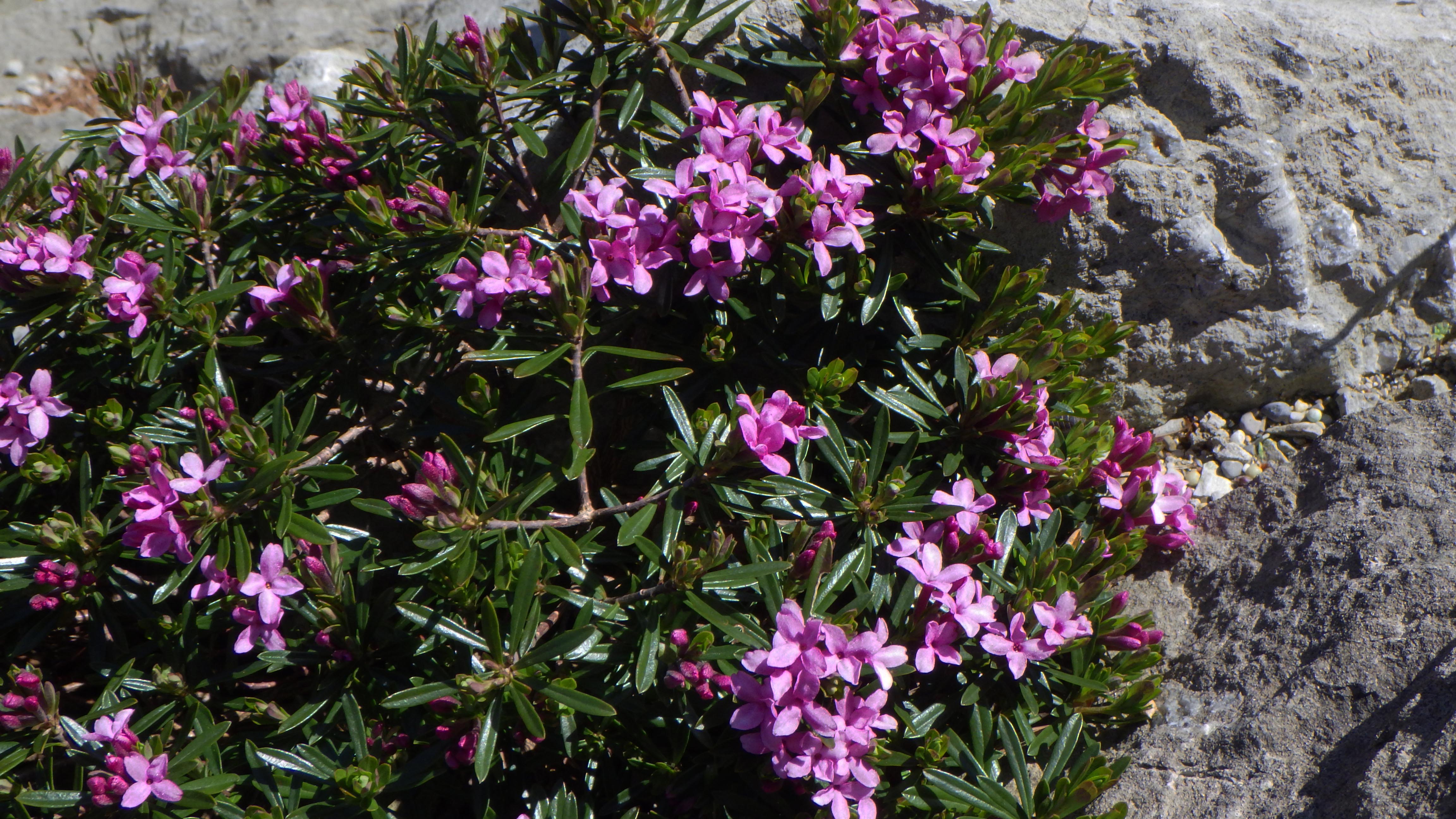Daphne xschlyteri 'Money-Coutts'