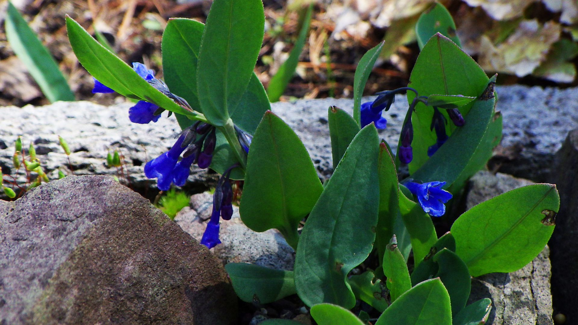 Mertensia  viridis in a trough