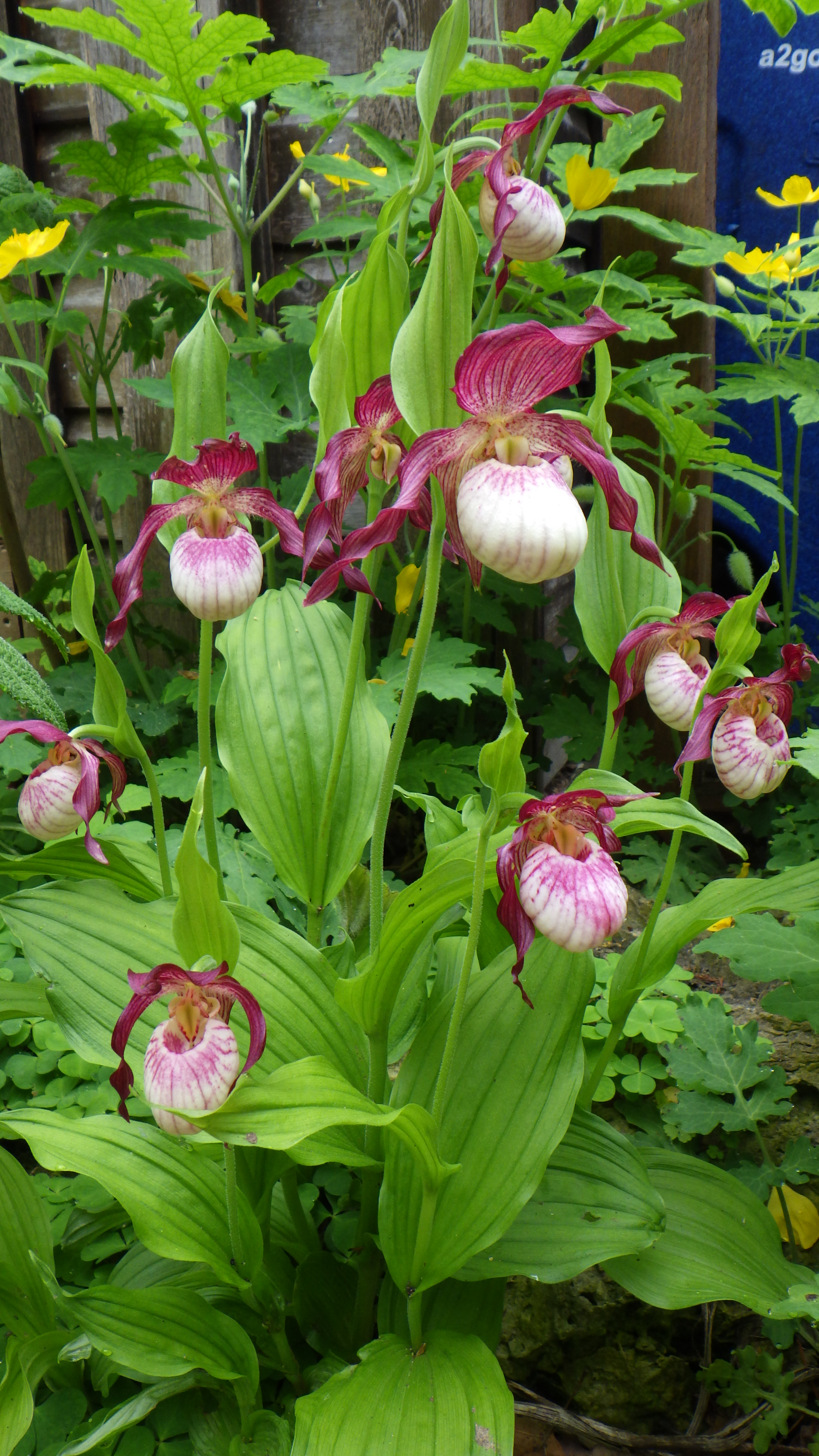 Cypripedium 'Gisela'