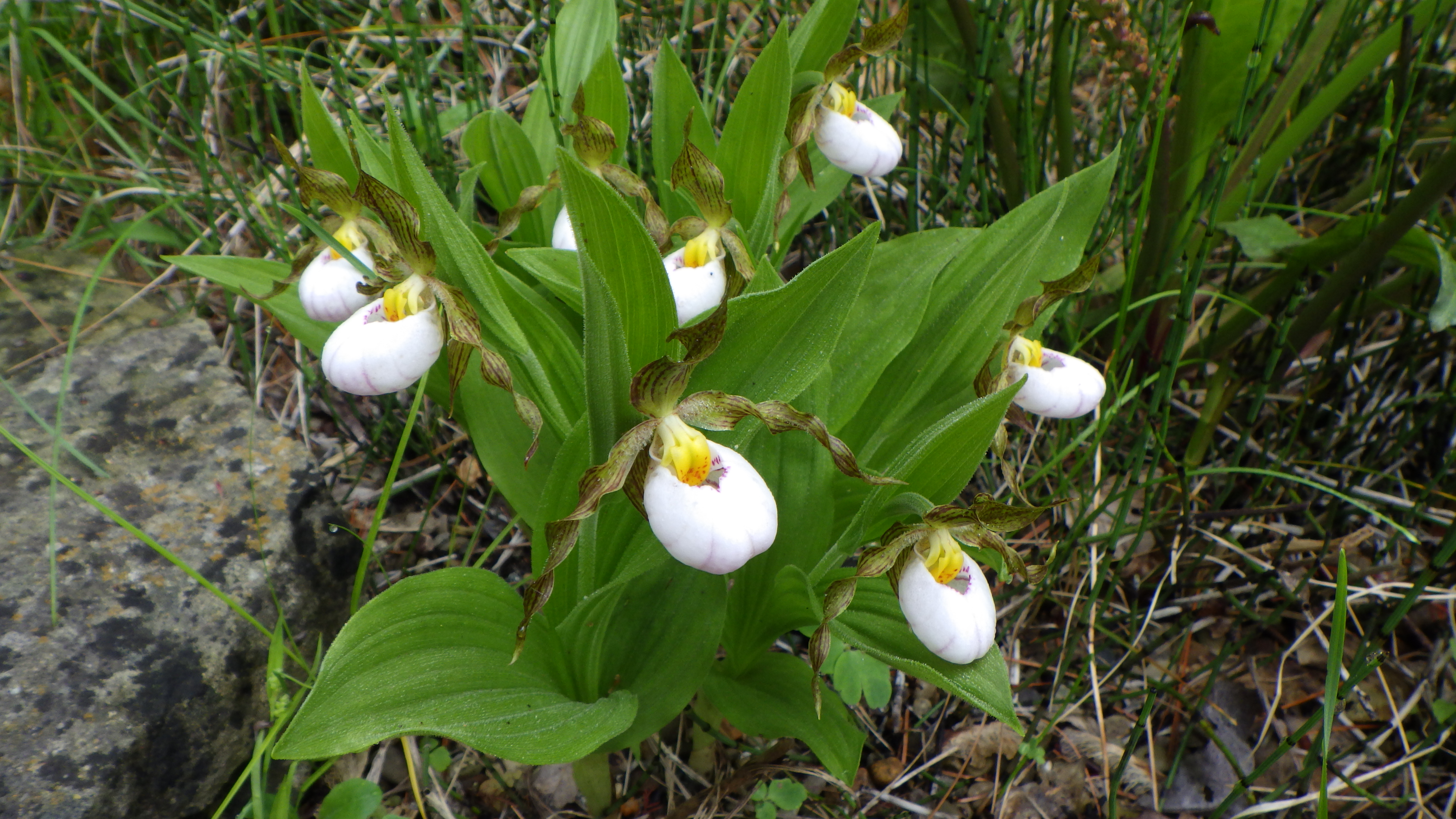Cypripedium candidum