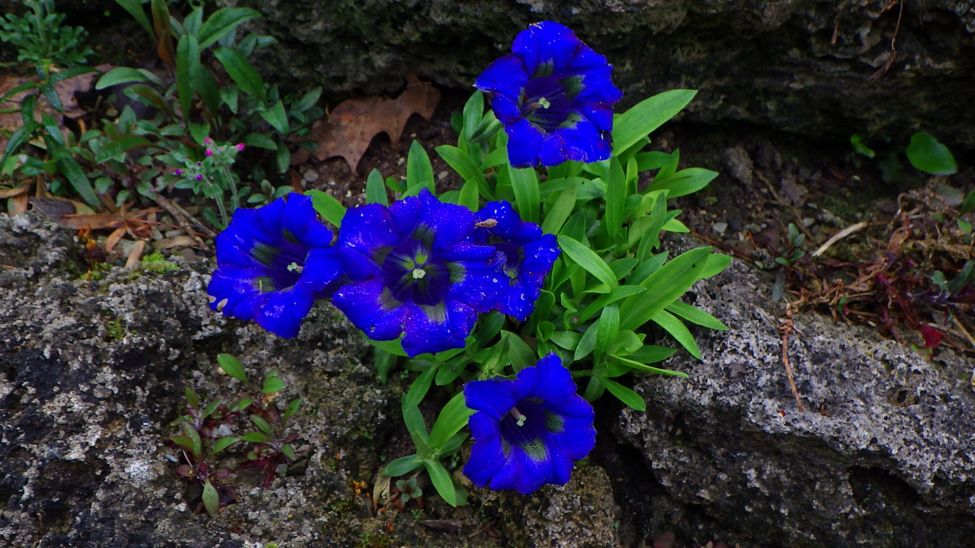 Gentiana acaulis purchased as 'Maxima'