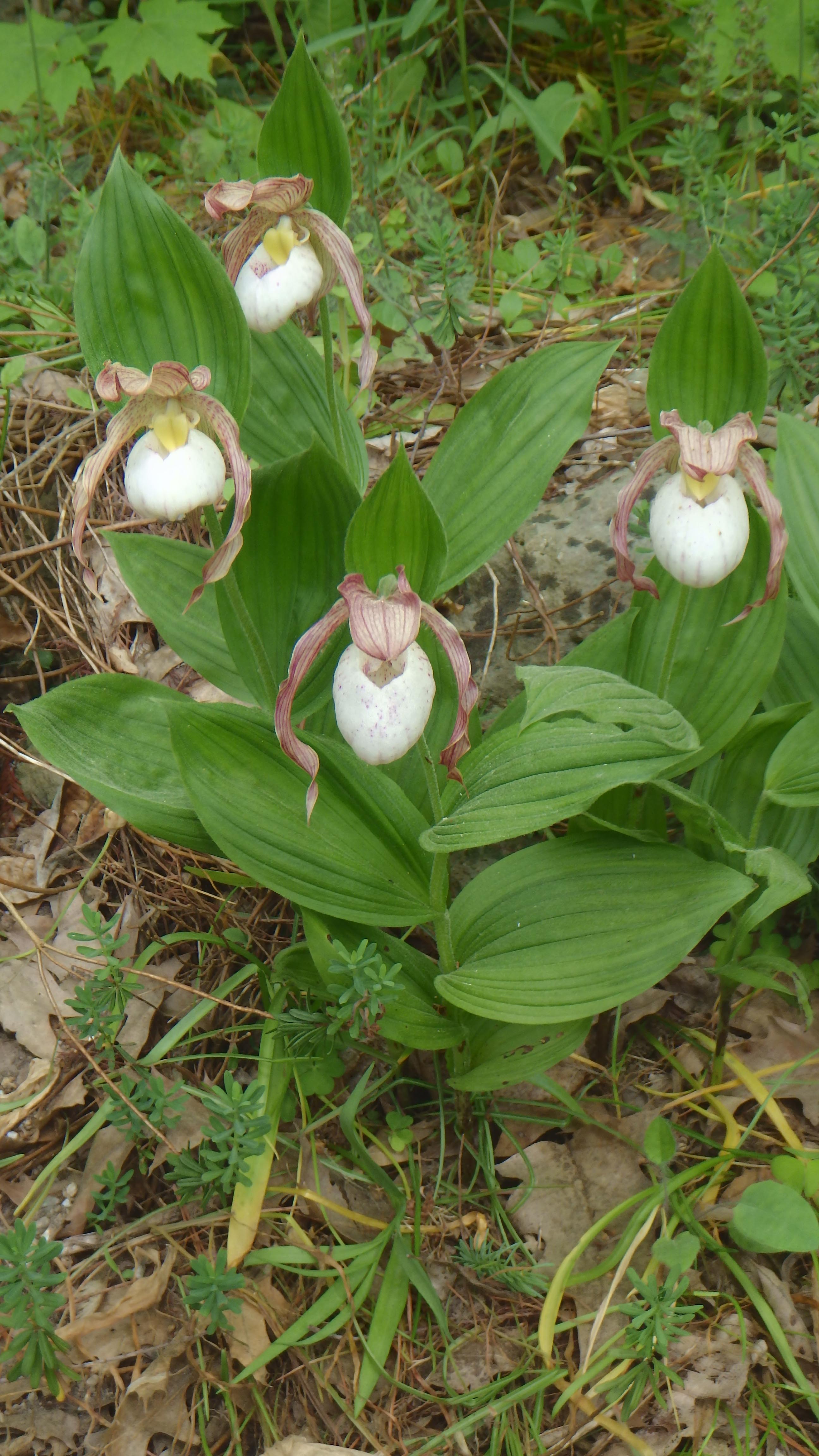 Cypripedium 'Phillip' (a bit faded now, after more than a week of hot weather)