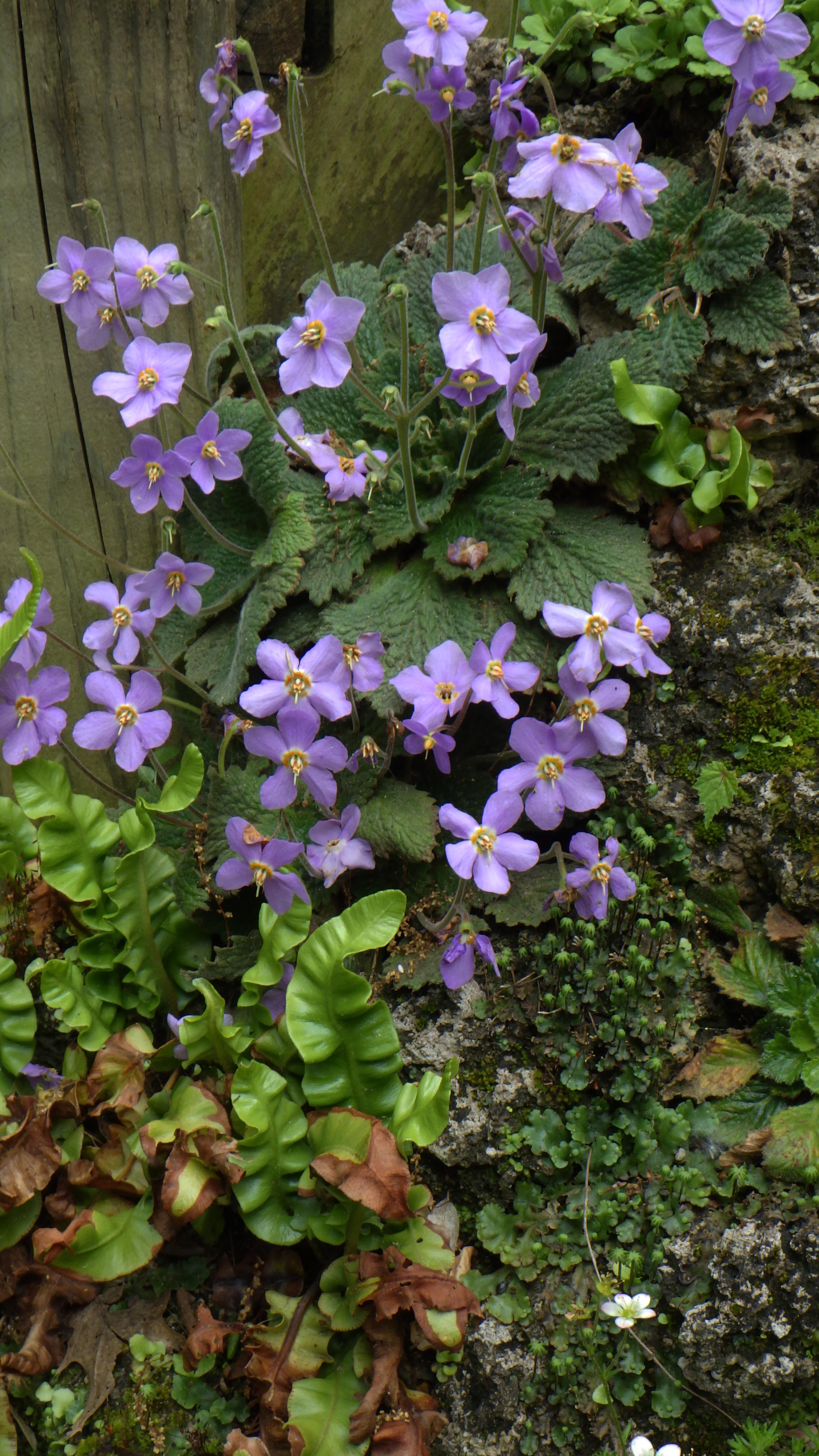 Ramonda myconi