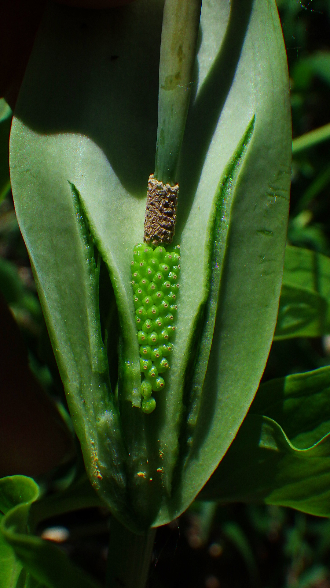 Pinellia pedatisecta showing spadix fused to spathe