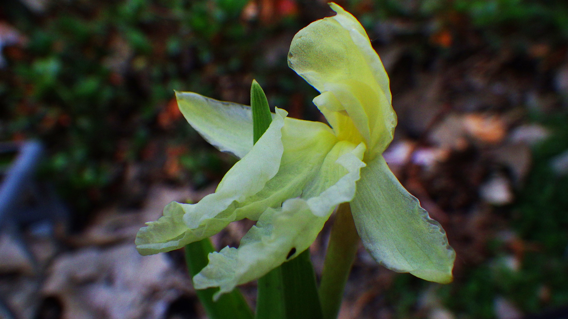 Roscoea cautleyoides