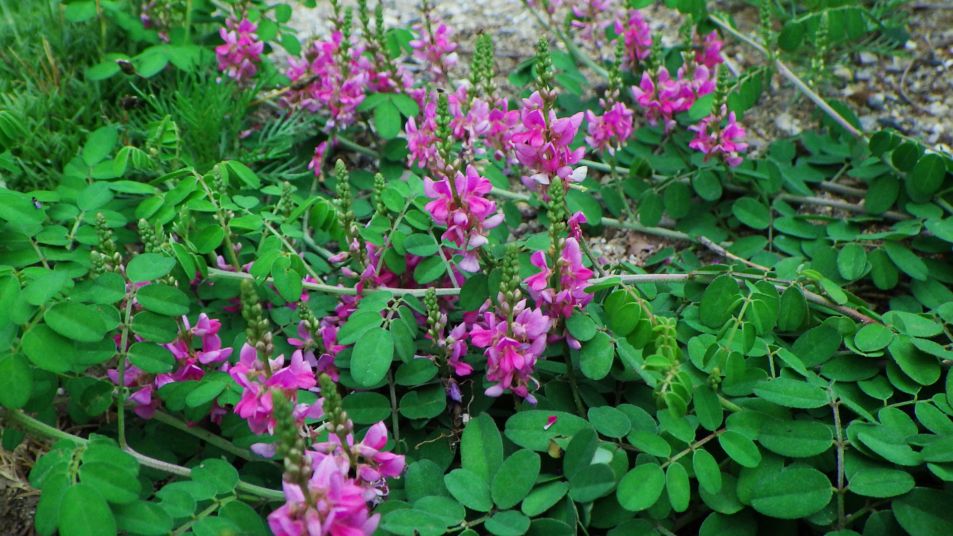 Indigofera pseudotinctoria