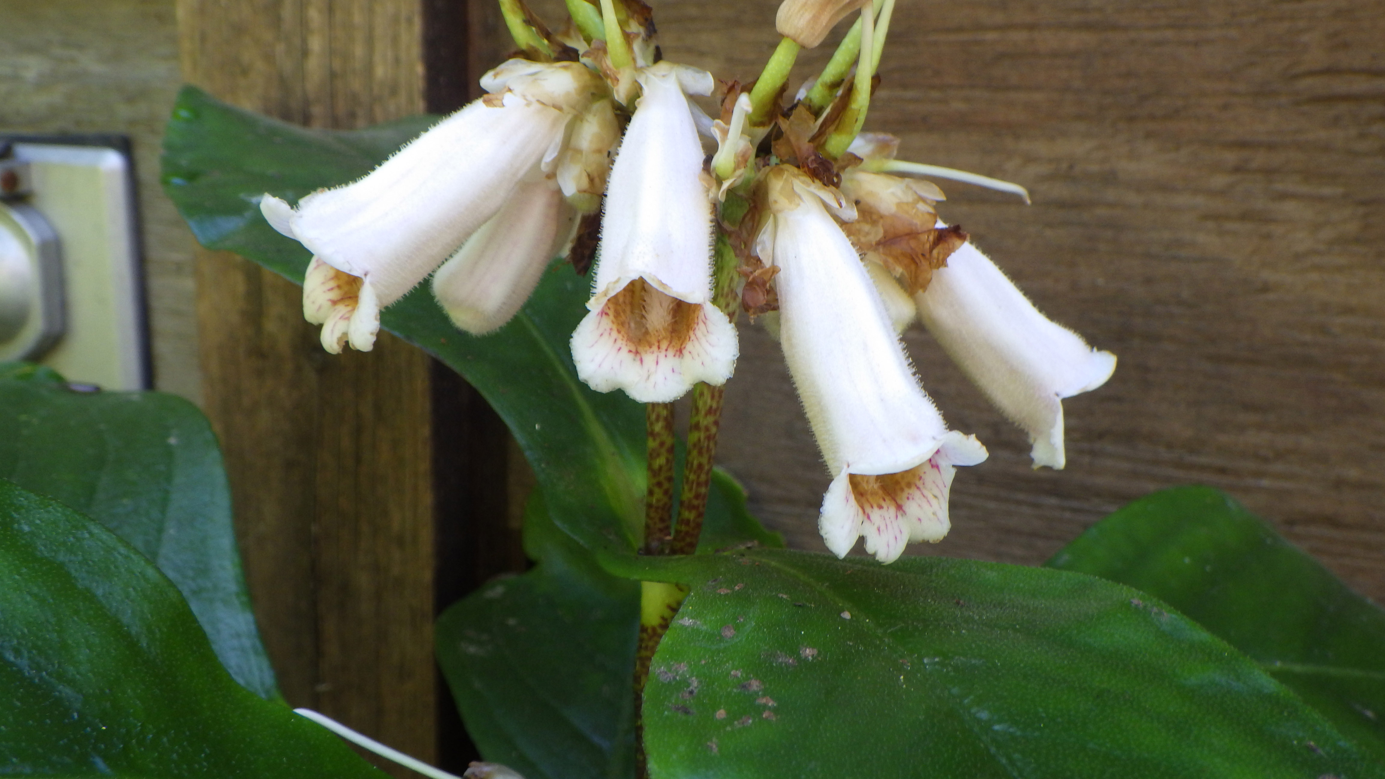 Hemiboea subcapitata by the garage door