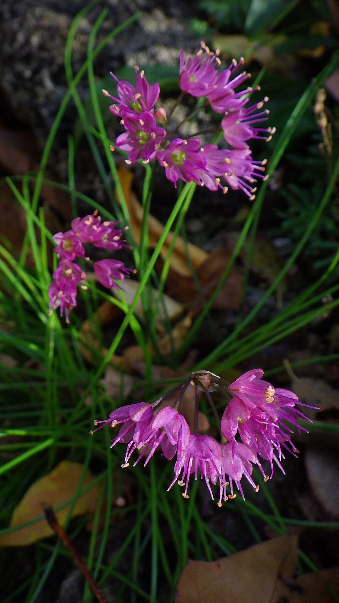 Allium kiiense