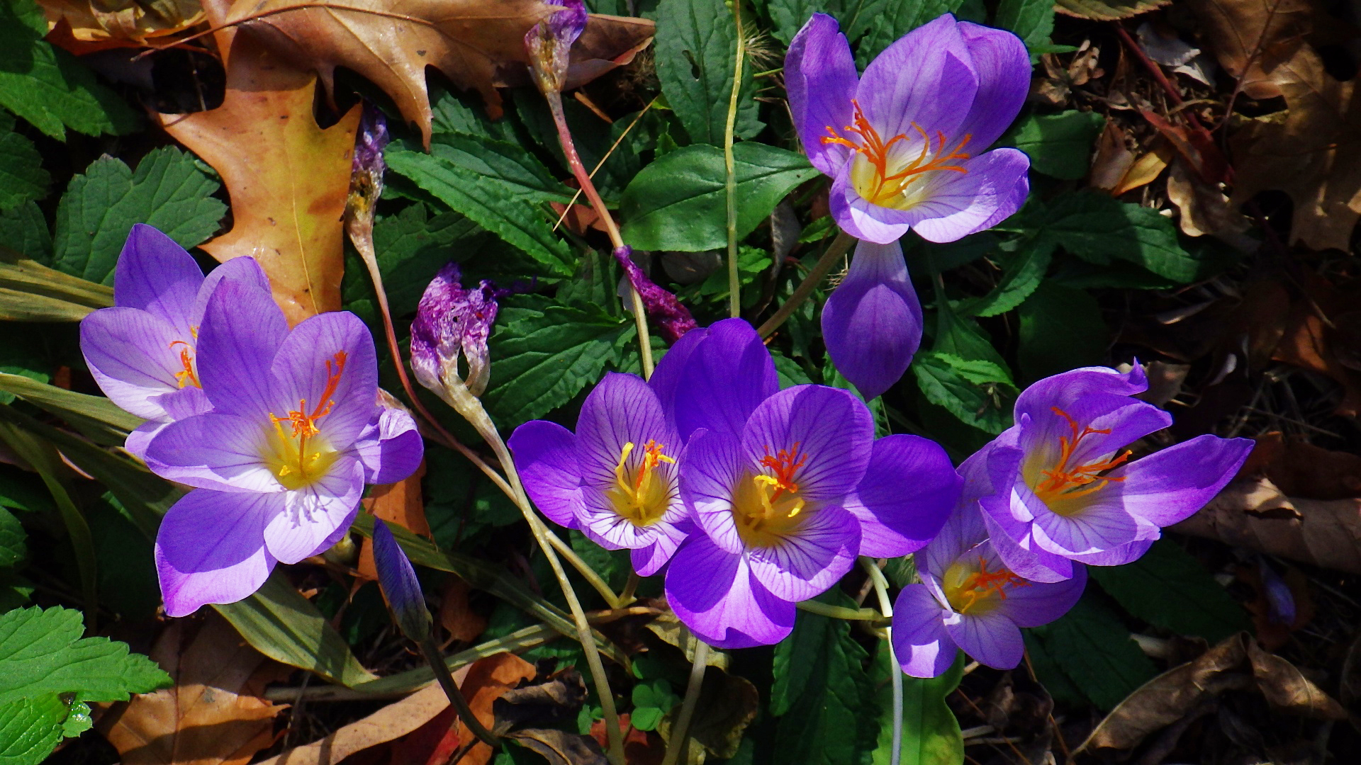 Crocus speciosus