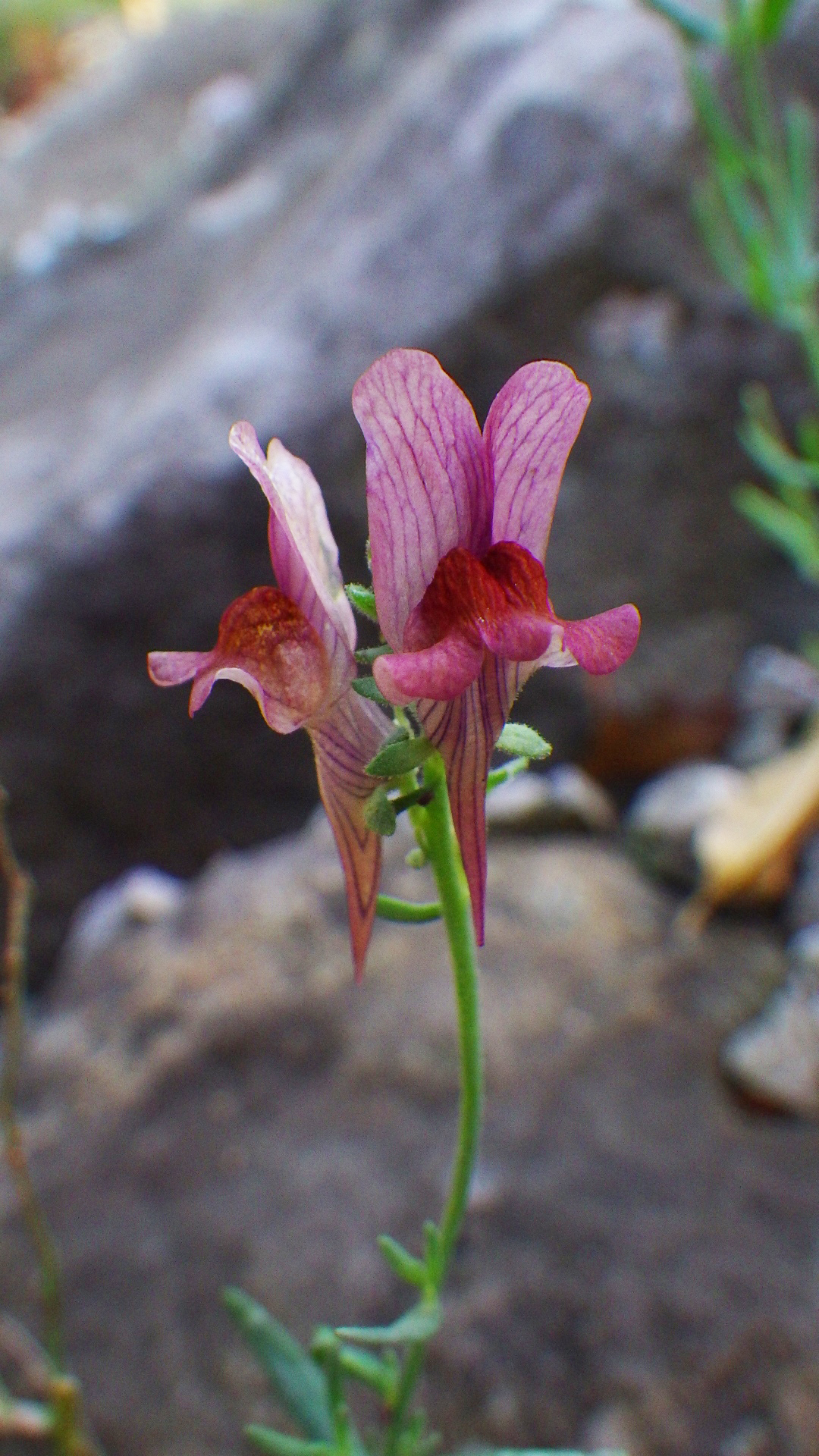 Linaria alpina