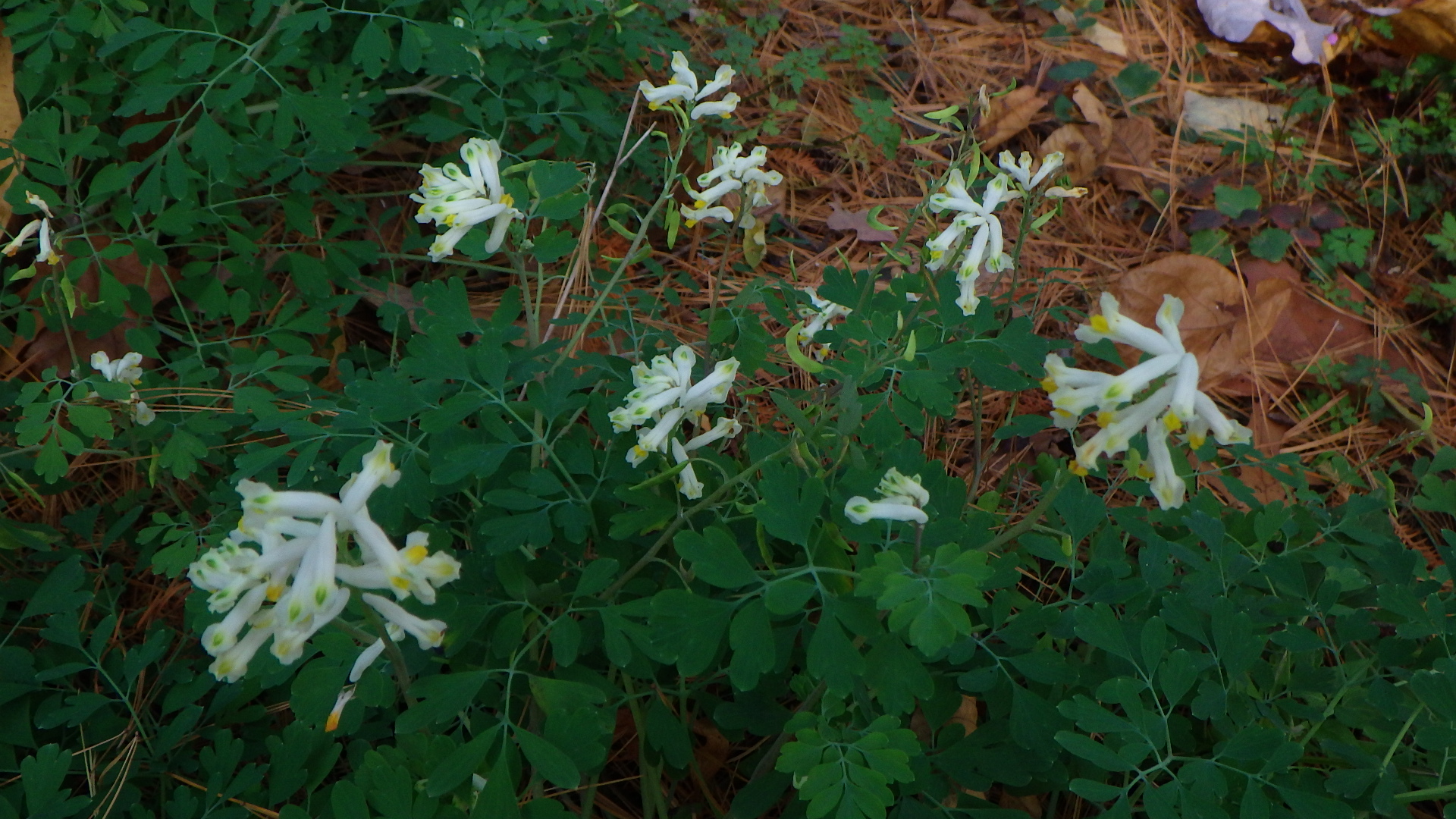 Pseudofumaria (Corydalis) ochroleuca