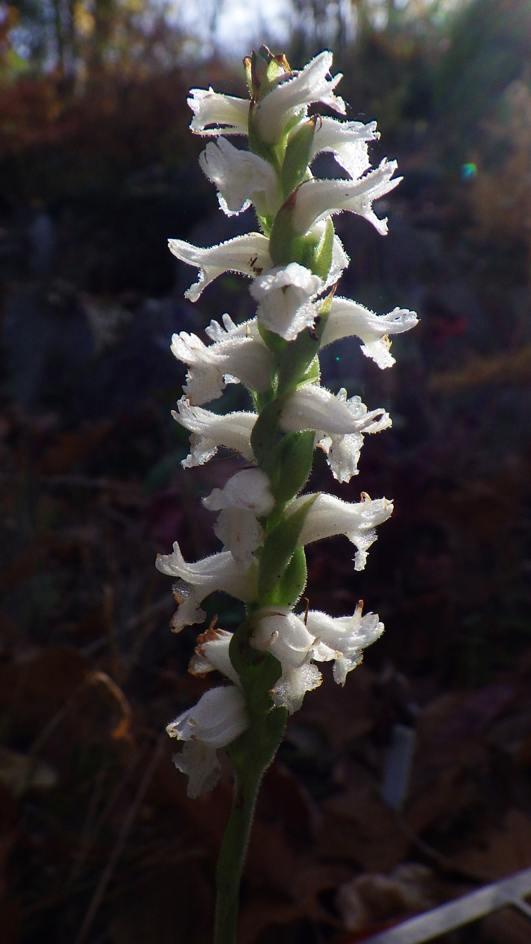 Spiranthes odorata