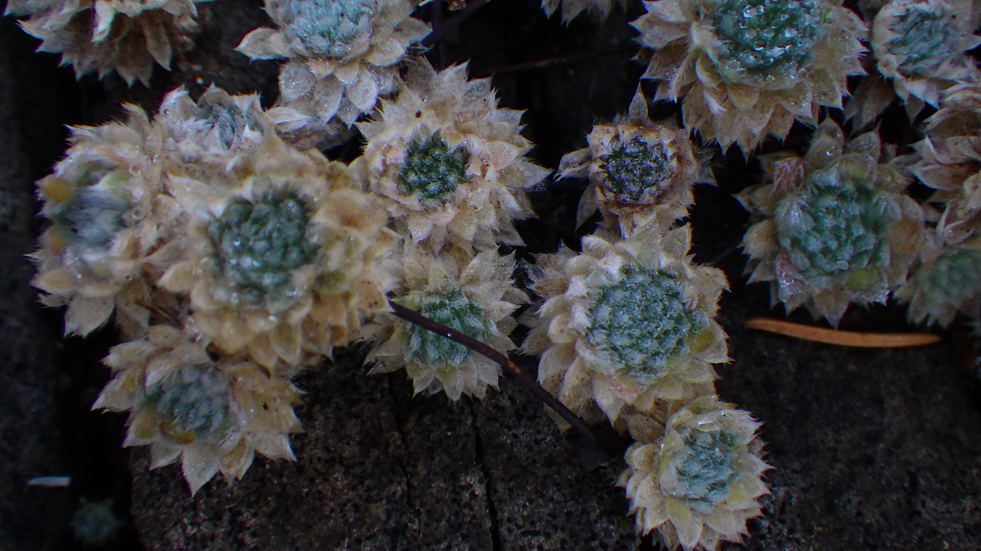 Androsace villosa rosettes
