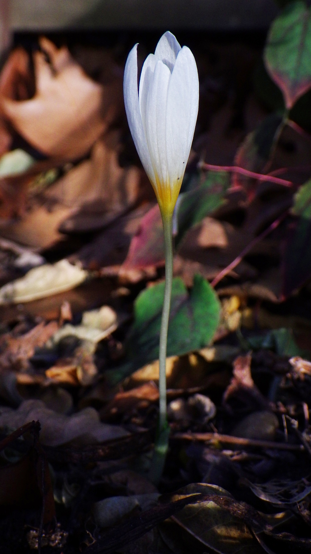 Crocus probably ochroleucus -- squirrel or chipmunk planted