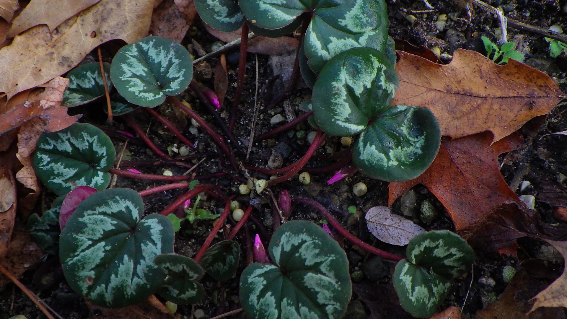 Cyclamen coum -- promise for March