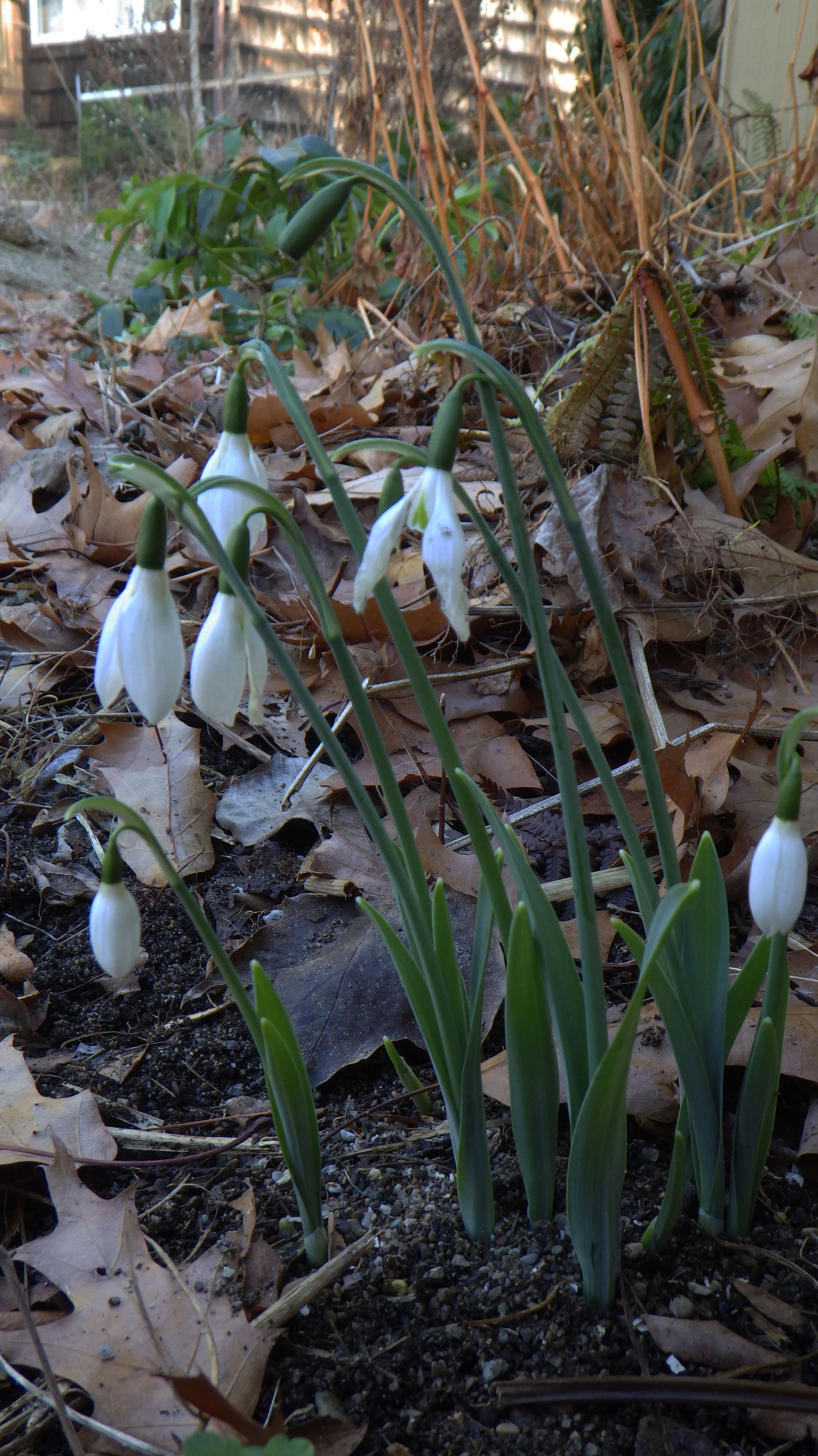 Galanthus elwesii var. monostichus
