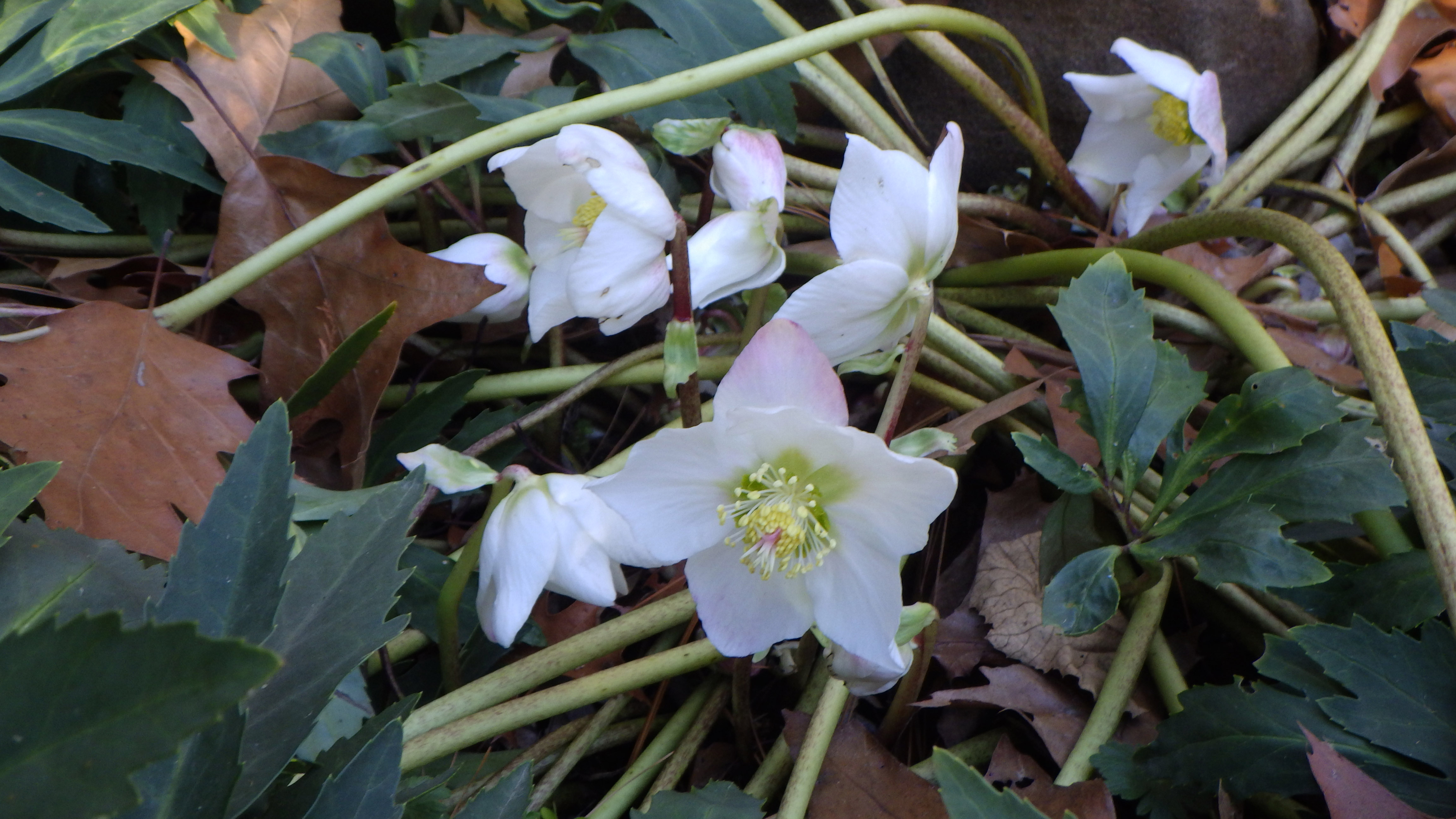 Helleborus niger strain that starts to bloom at Thanksgiving, from Seneca Hill