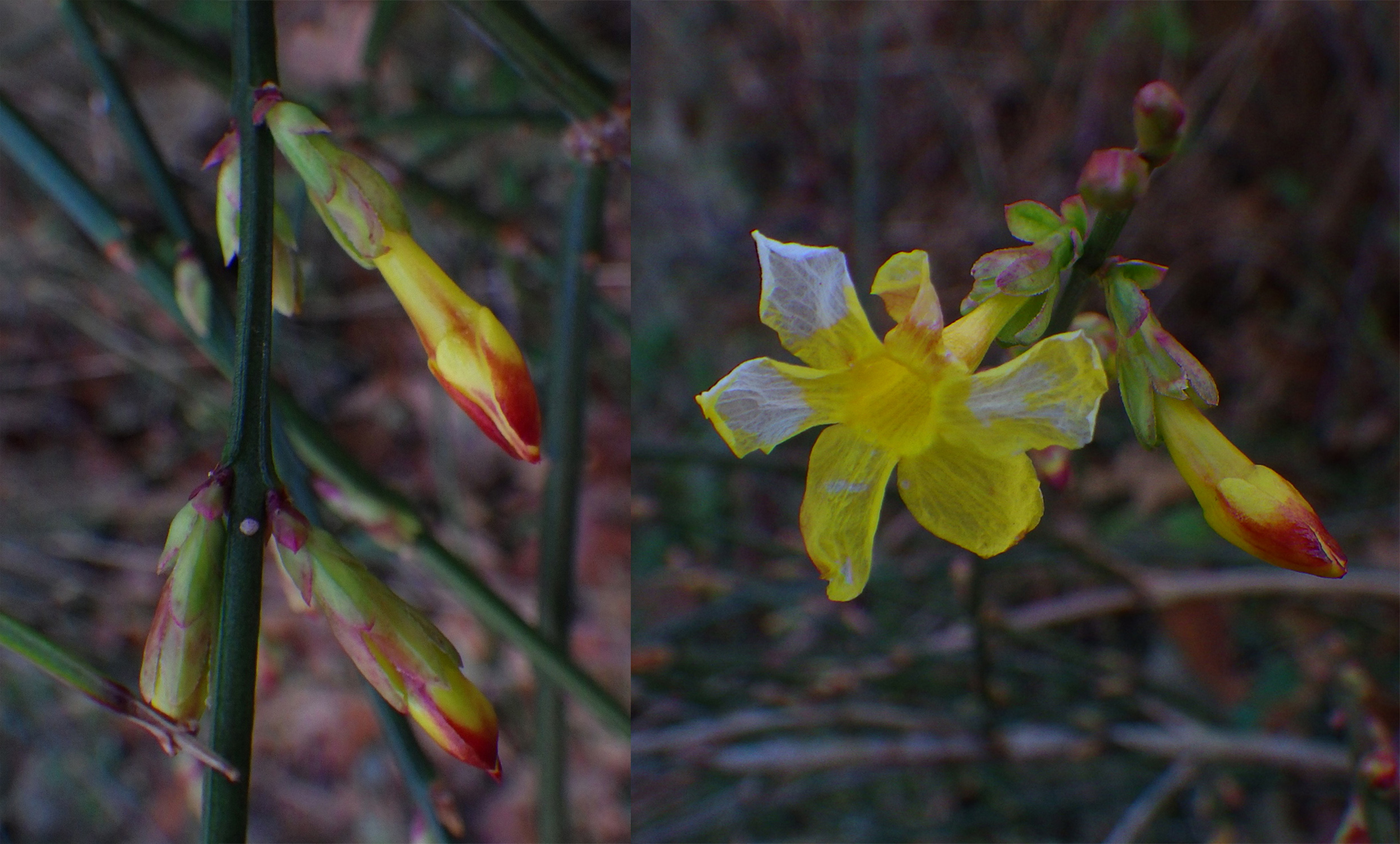 Winter jasmine - Jasminium nudiflorum
