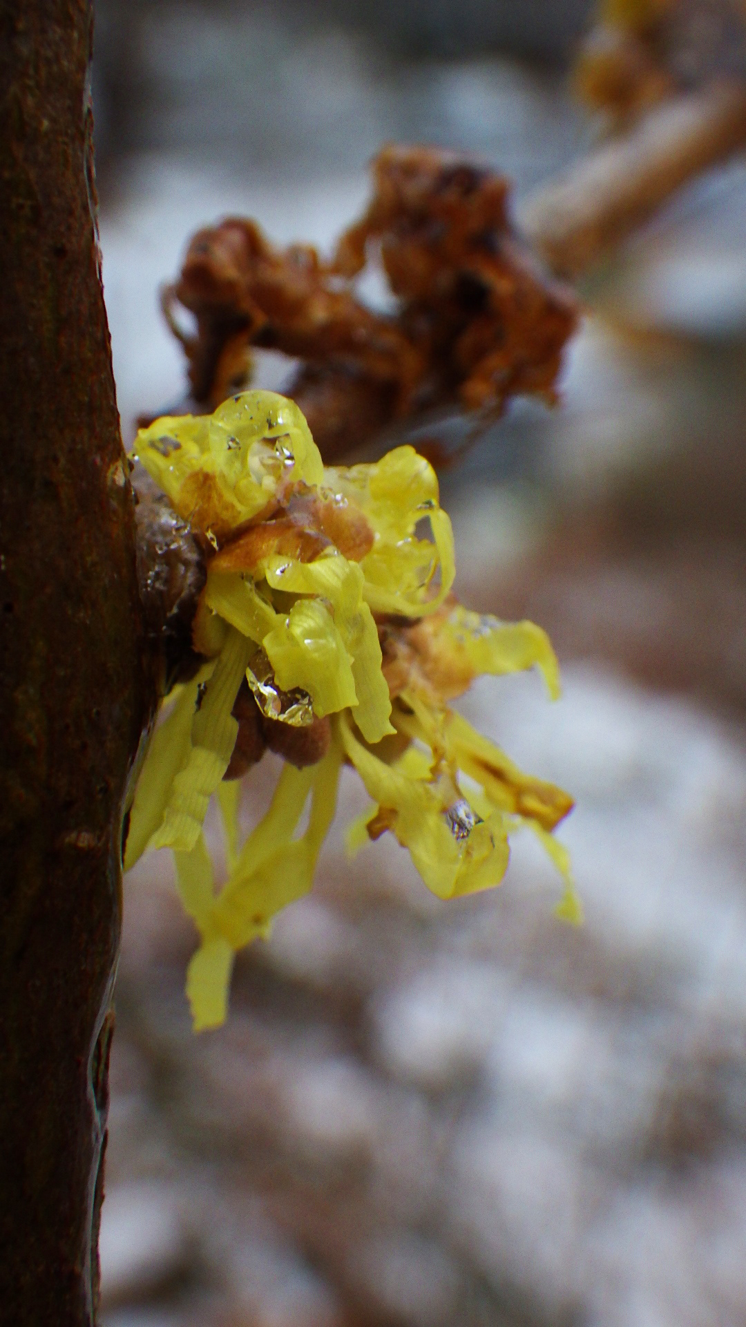 Hamamelis virginiana 'Harvest Moon' the last flowers