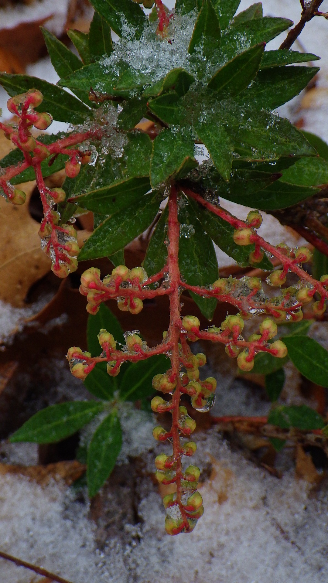 Pieris floribunda buds for next year