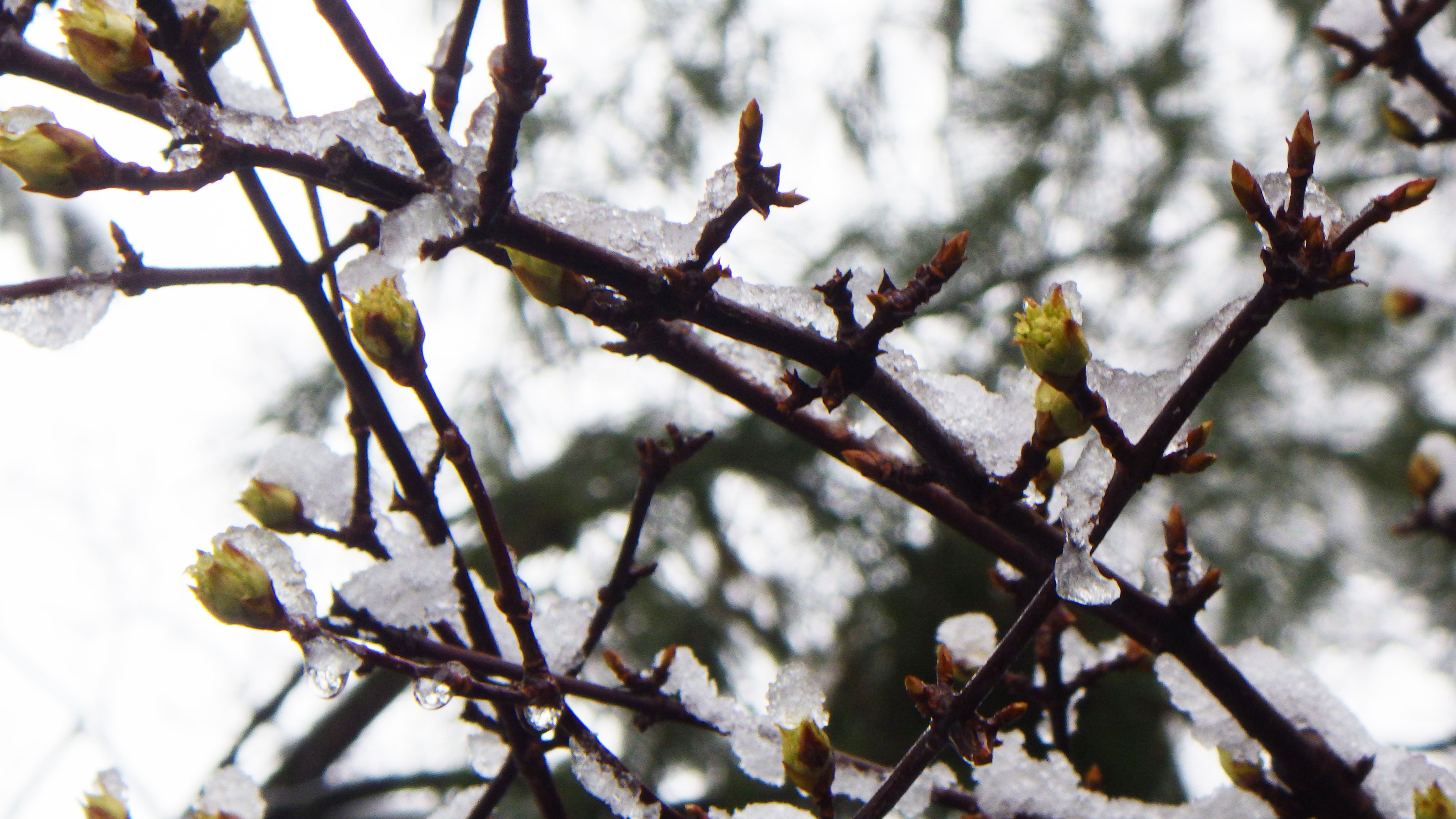 Viburnum farreri buds ready for next March