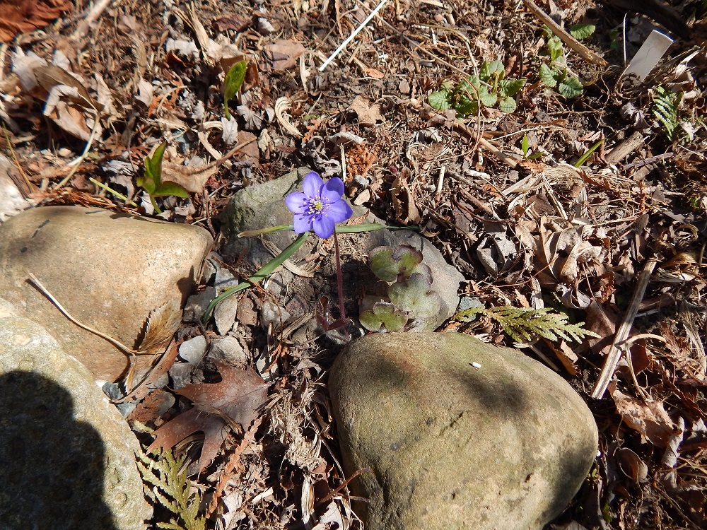 Hepatica self-sown blue