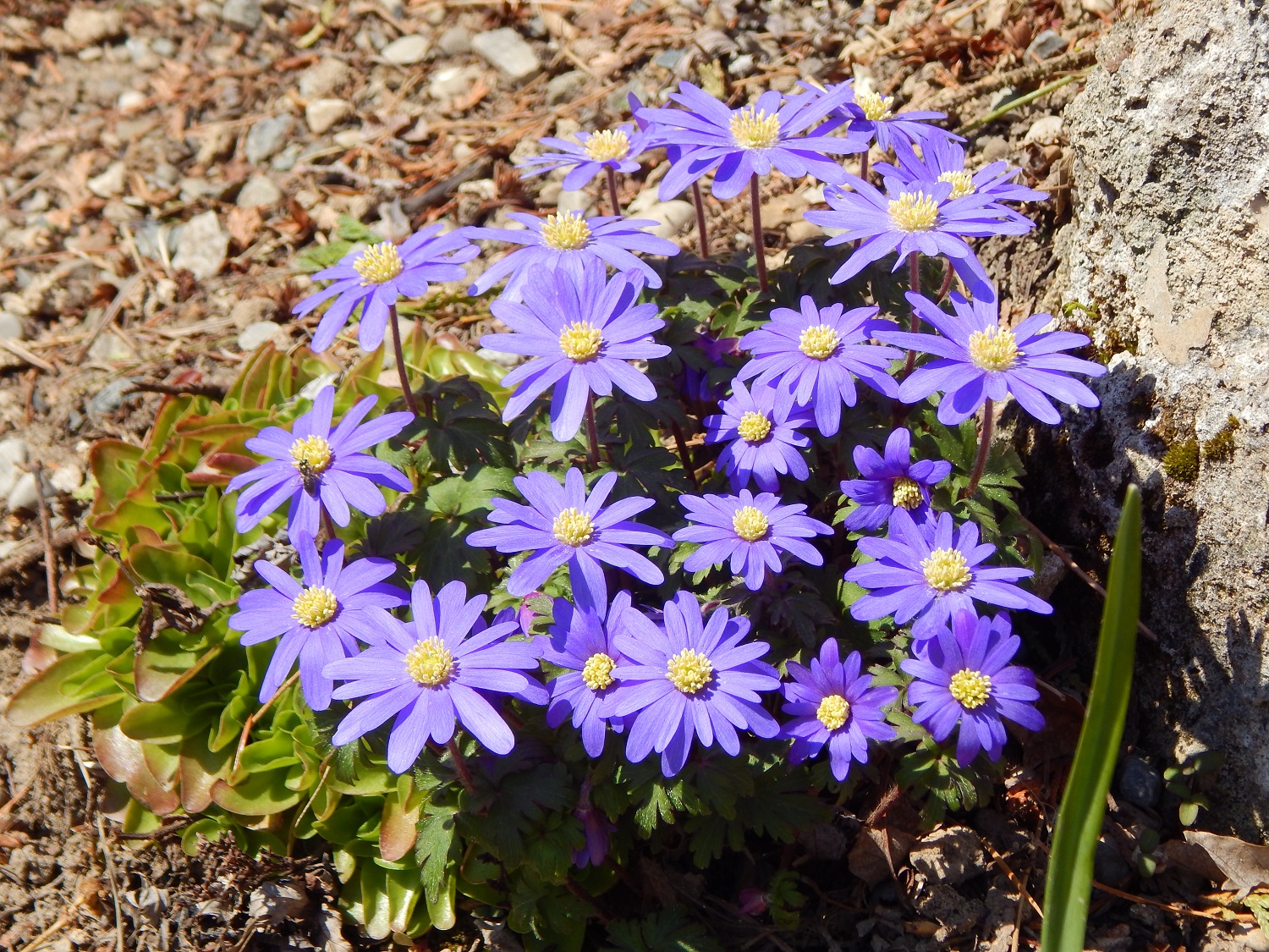 Anenome blanda.JPG