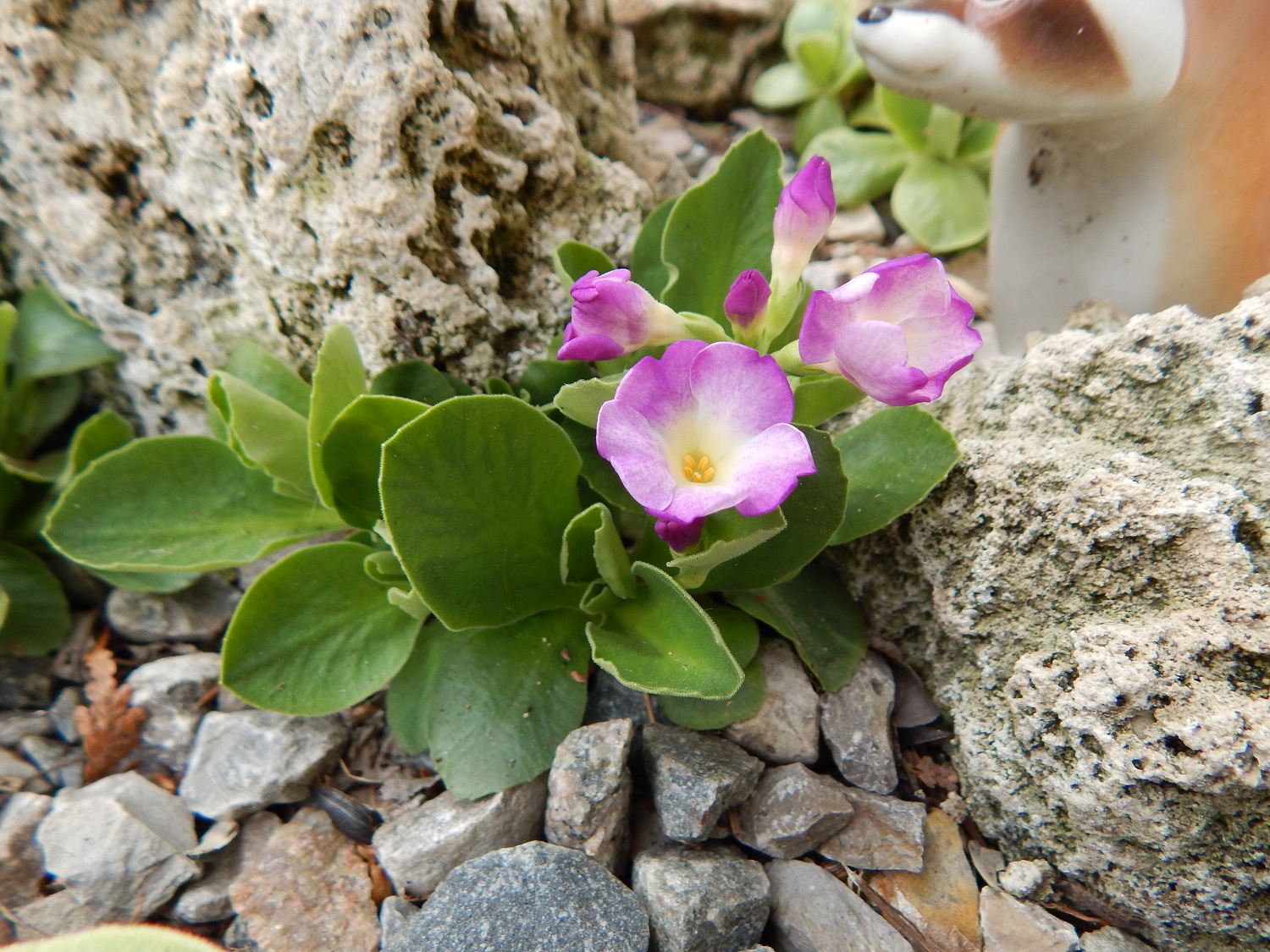 P allionii Pink Ice.JPG