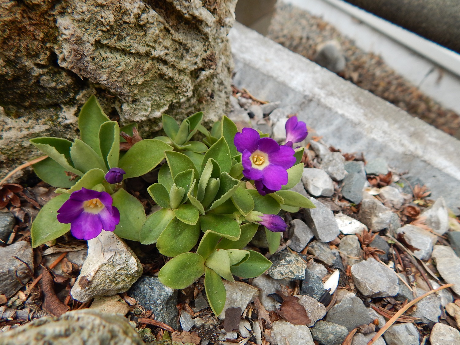 Primula x Rachel Kinnen.JPG