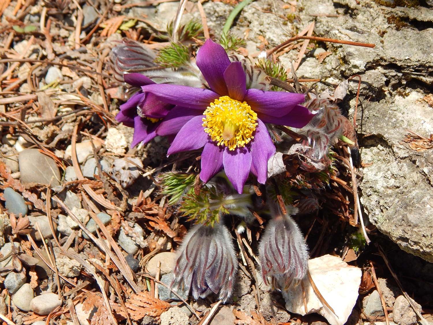 Pulsatilla.JPG