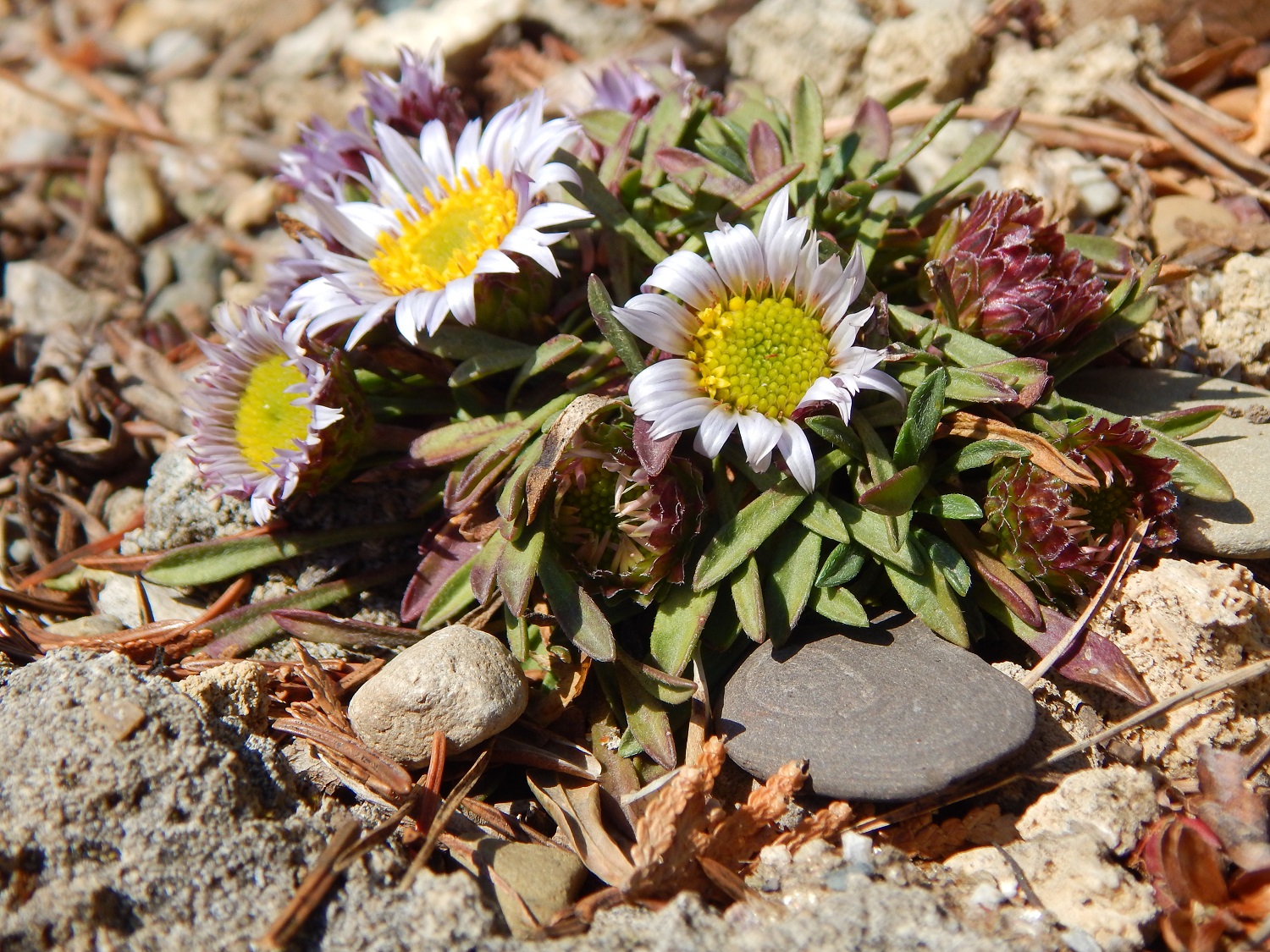 Townsendia rothrockii.JPG