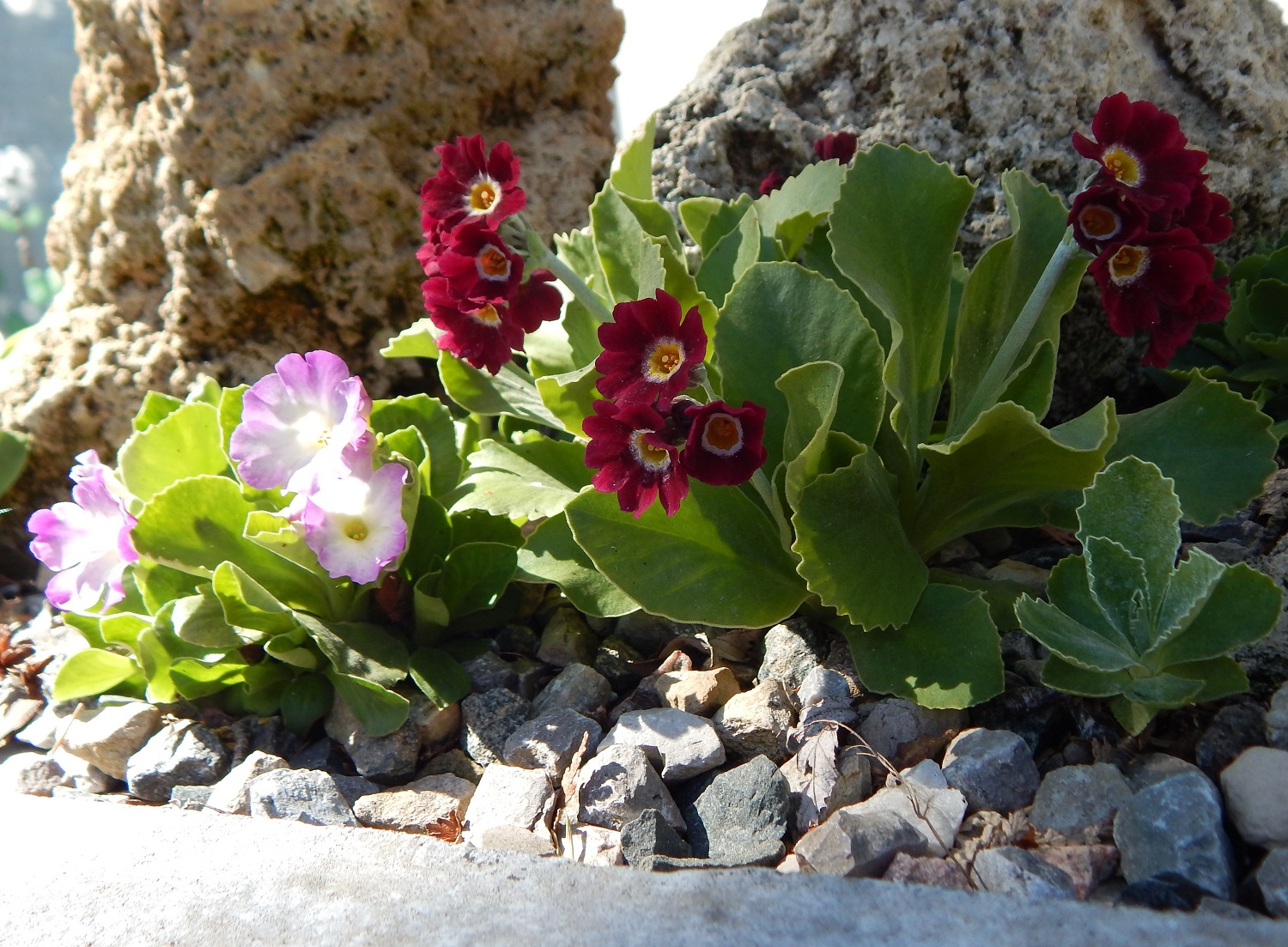 Primula auricula 'Crimson Velvet'