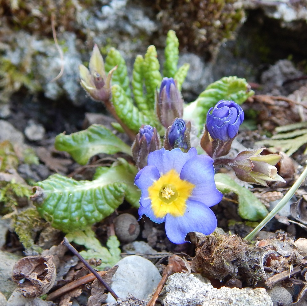 Primula blue juliana