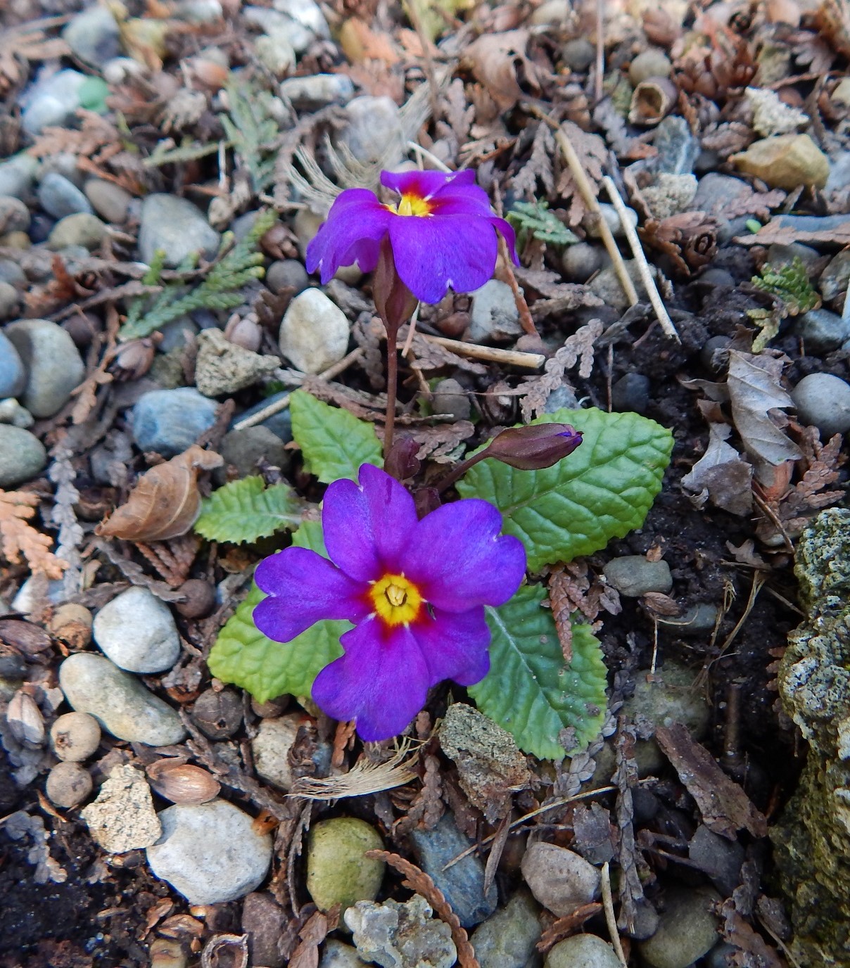 Primula juliae 'Wanda'