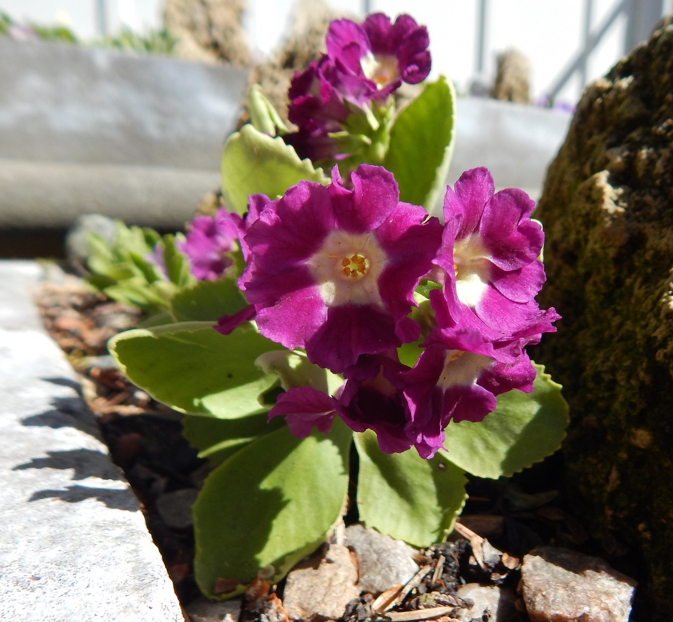 Primula mauve