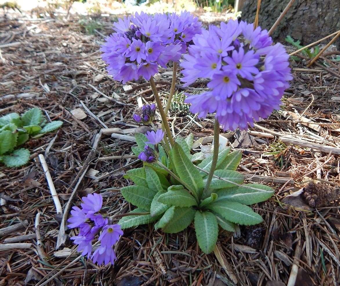 Primula denticulata